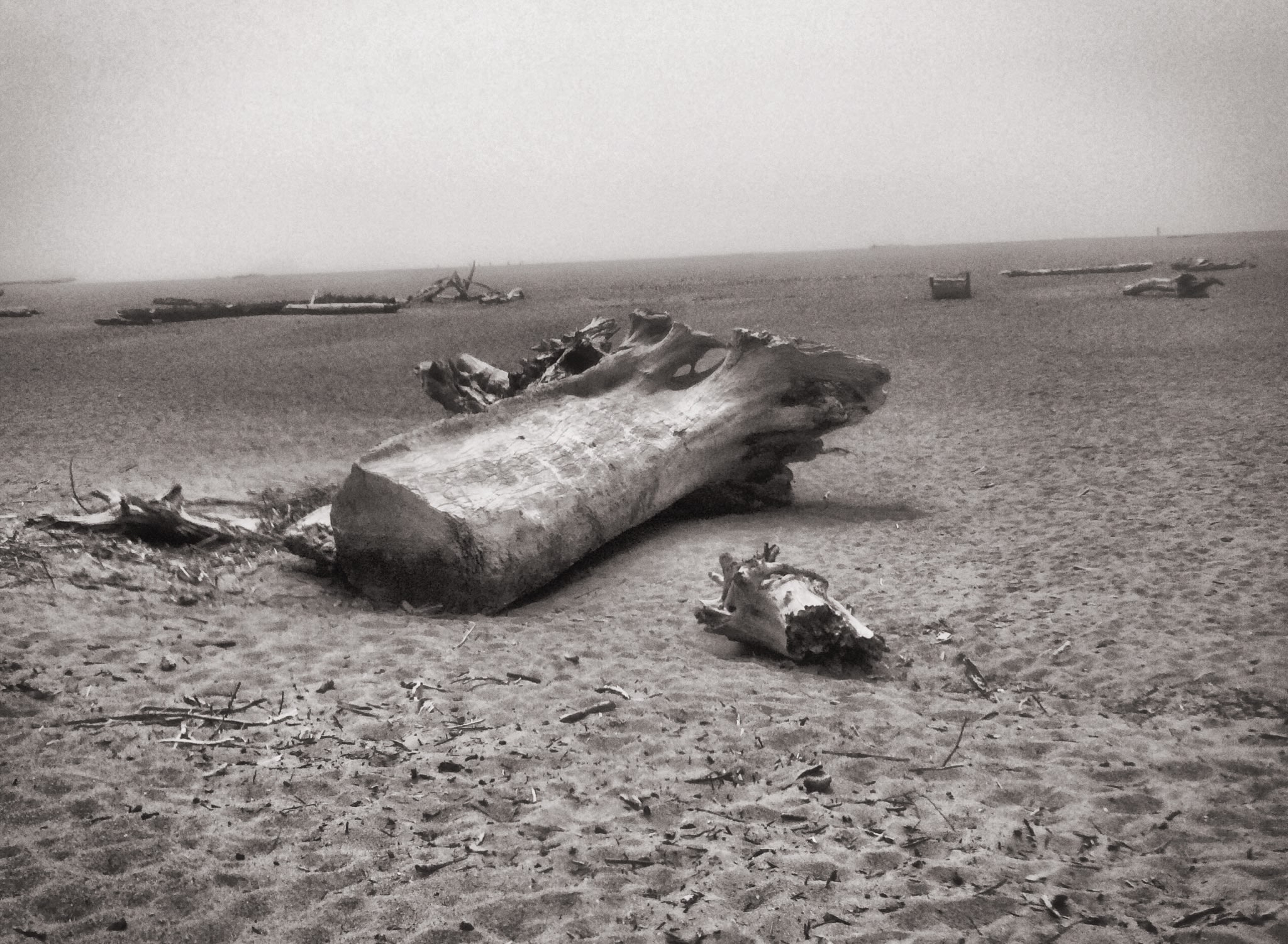 Walking on the beach 