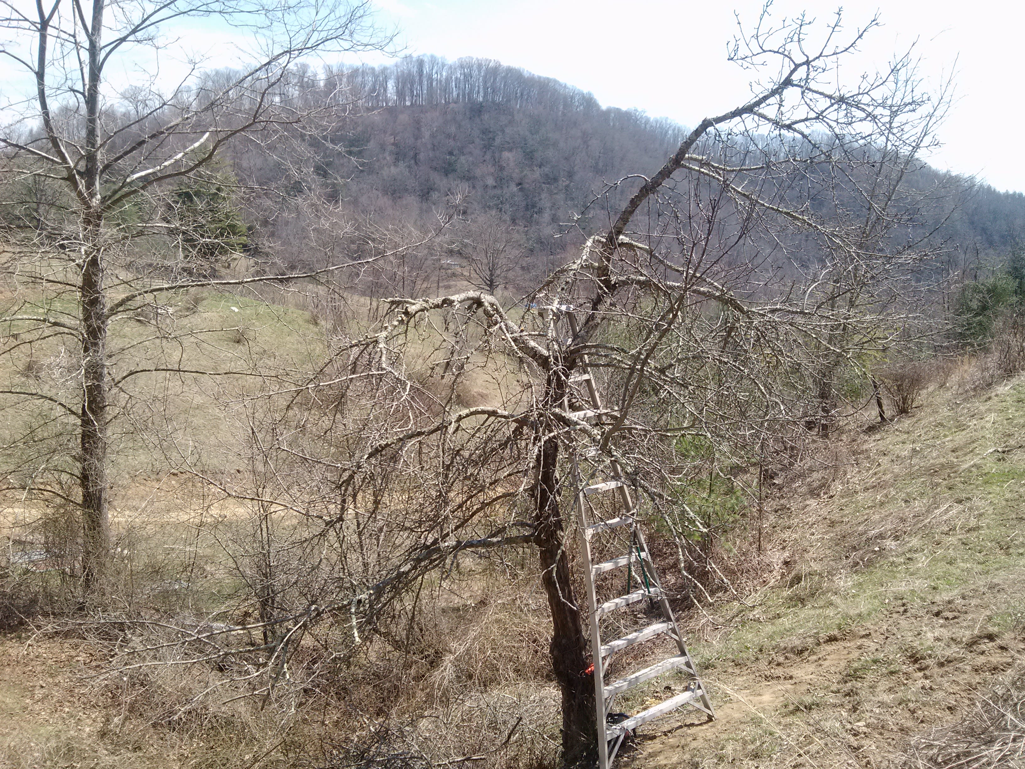 Wild apple trees in production.