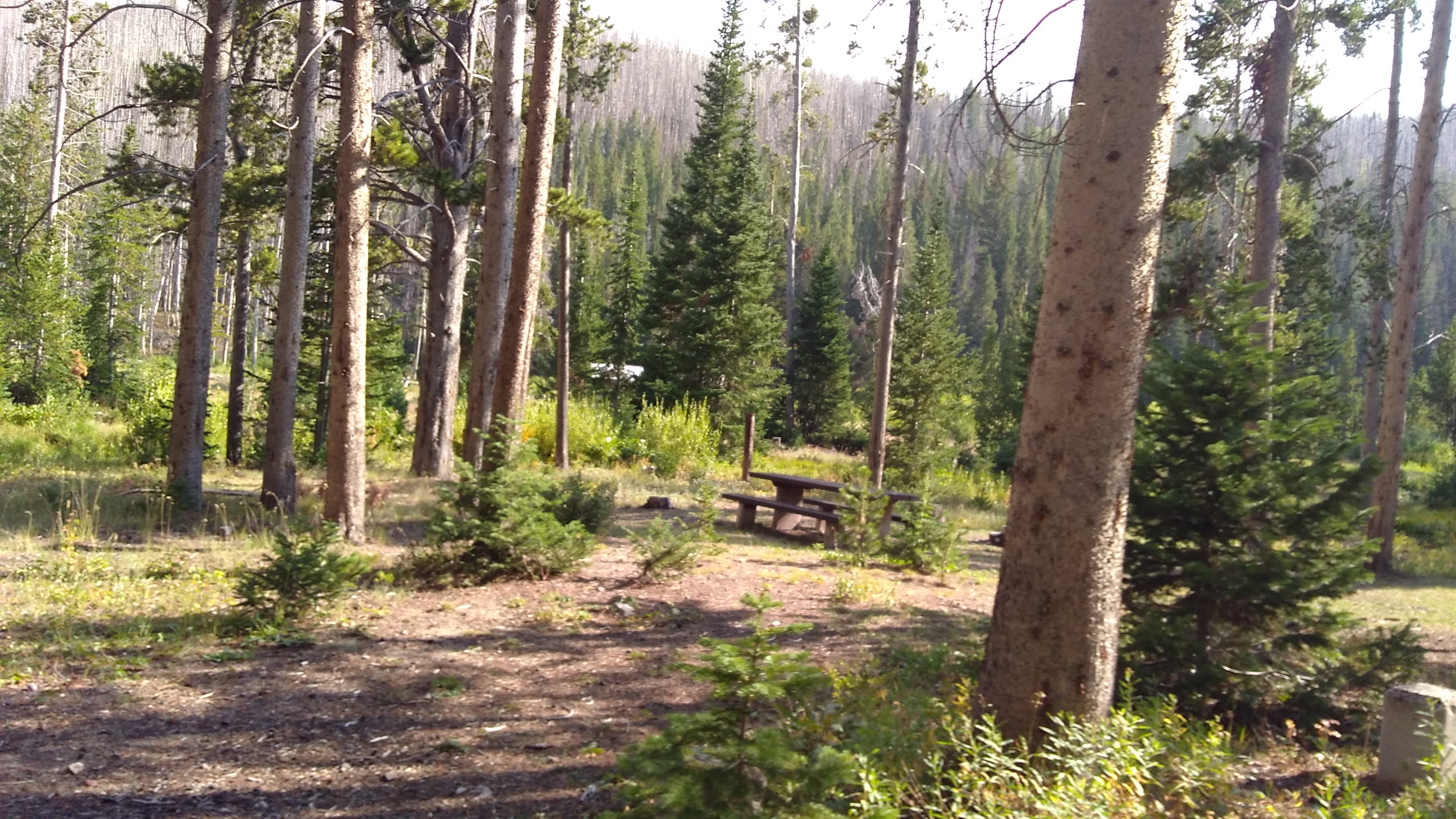 Bridger National Forest