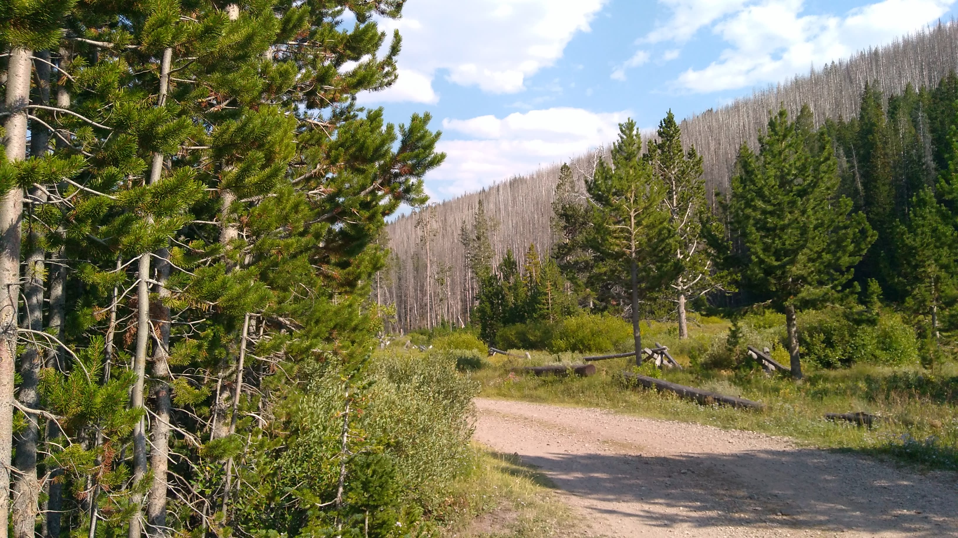 Bridger National Forest