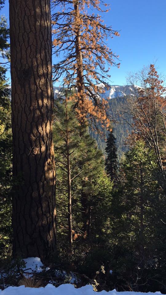 View from Generals Hwy near Stoney Creek Lodge