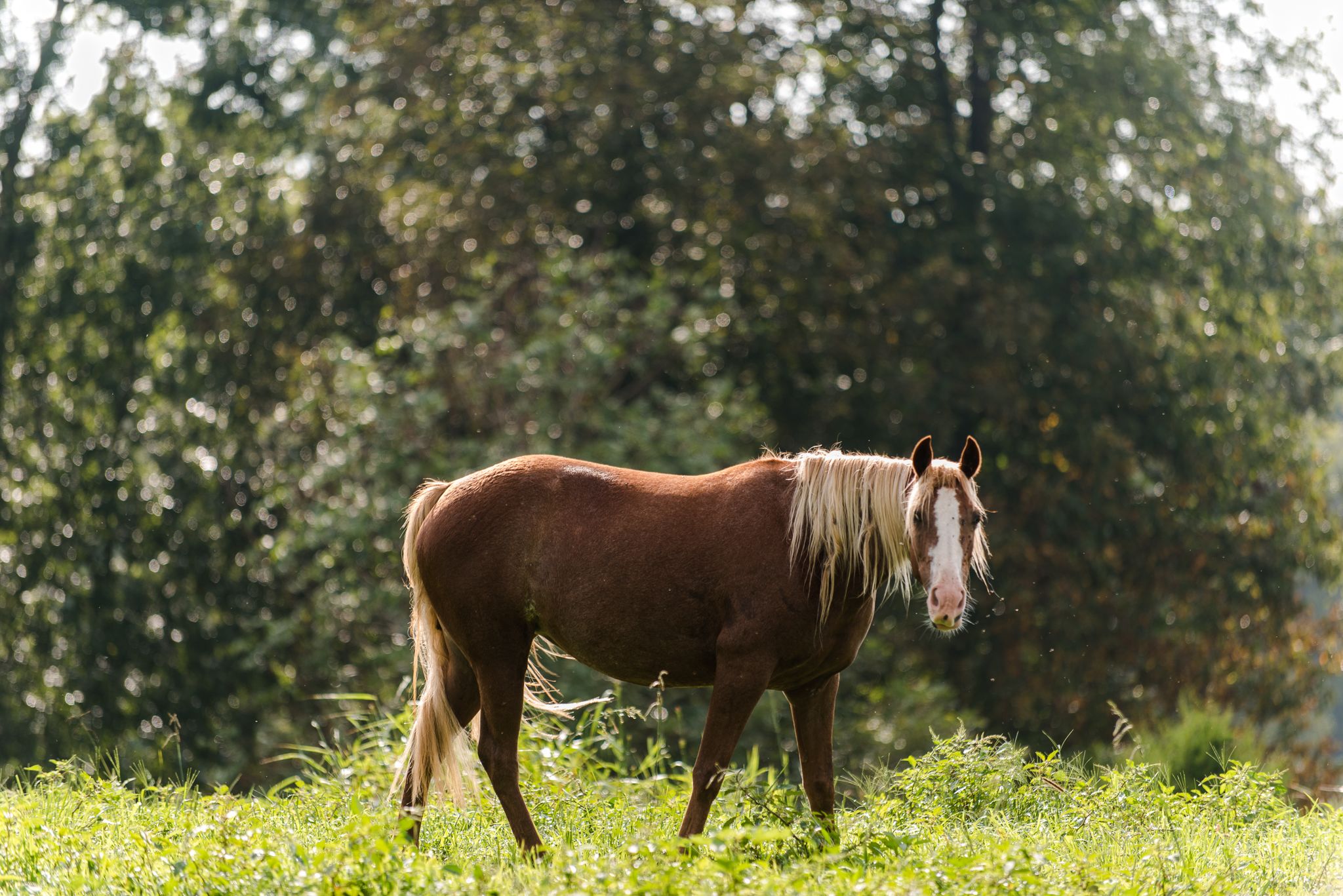 Plenty of animal company around including a number of horses.