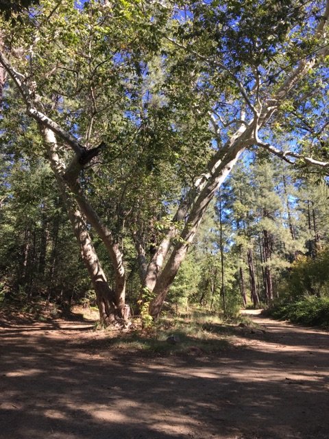 Rose Creek Campground