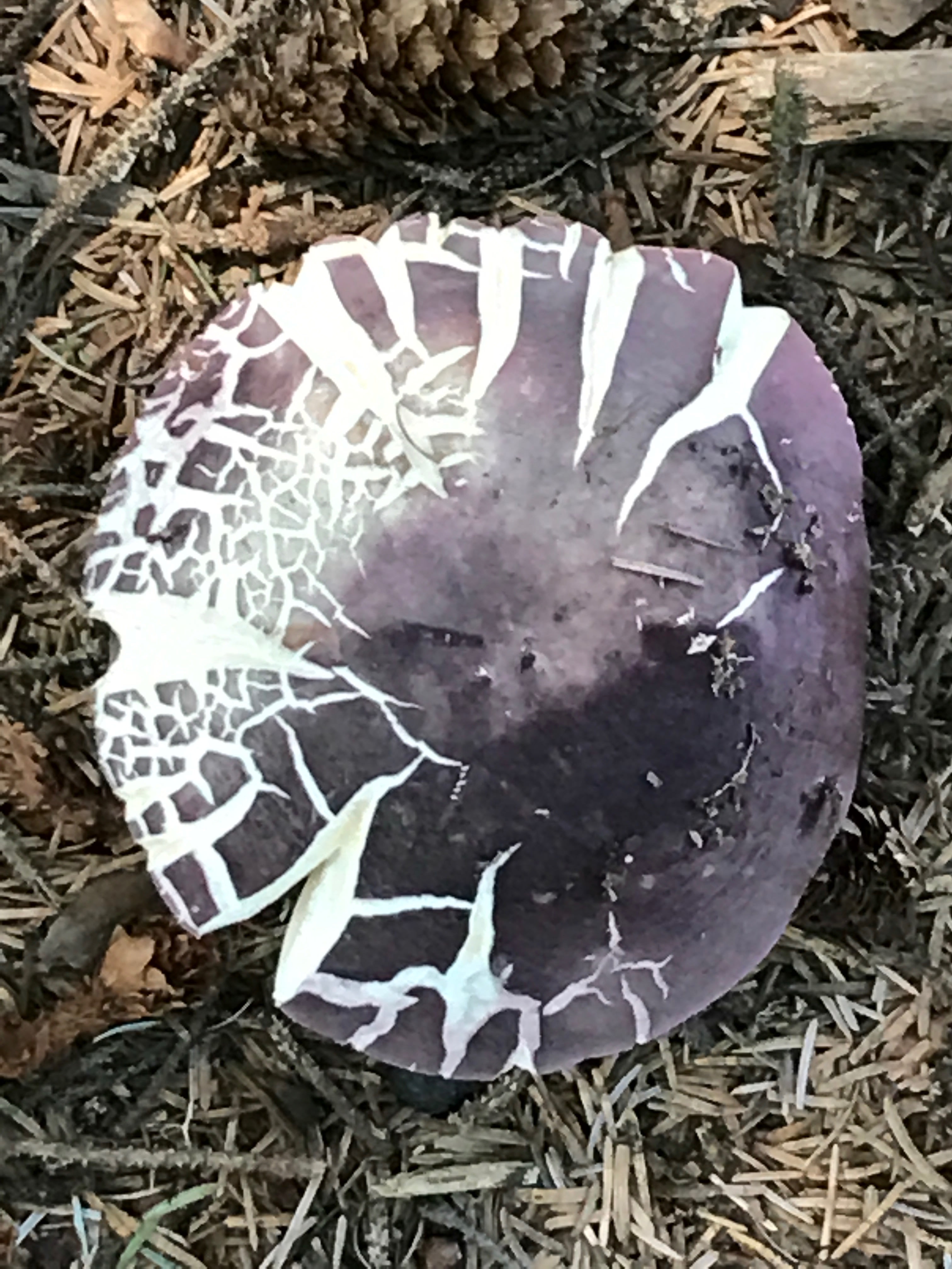 Humbug Mountain State Park