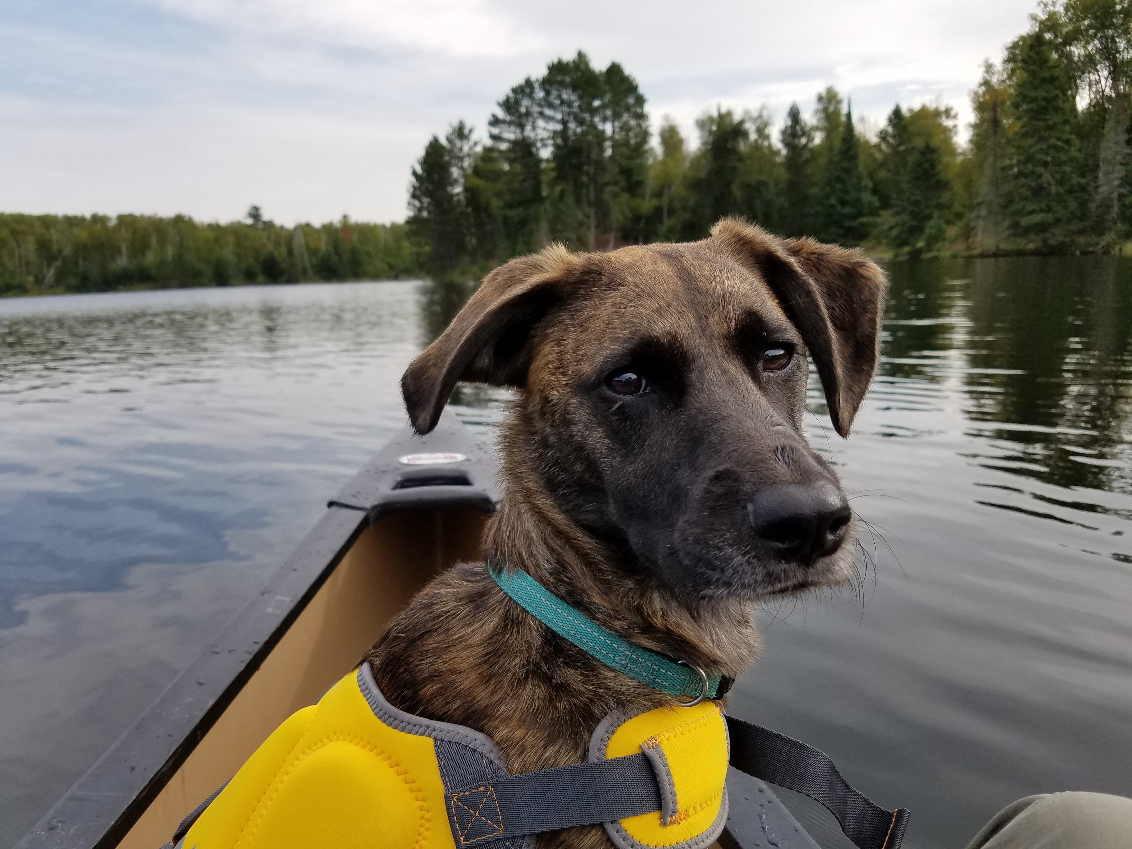 Canoe rental from the state park office, dog friendly.