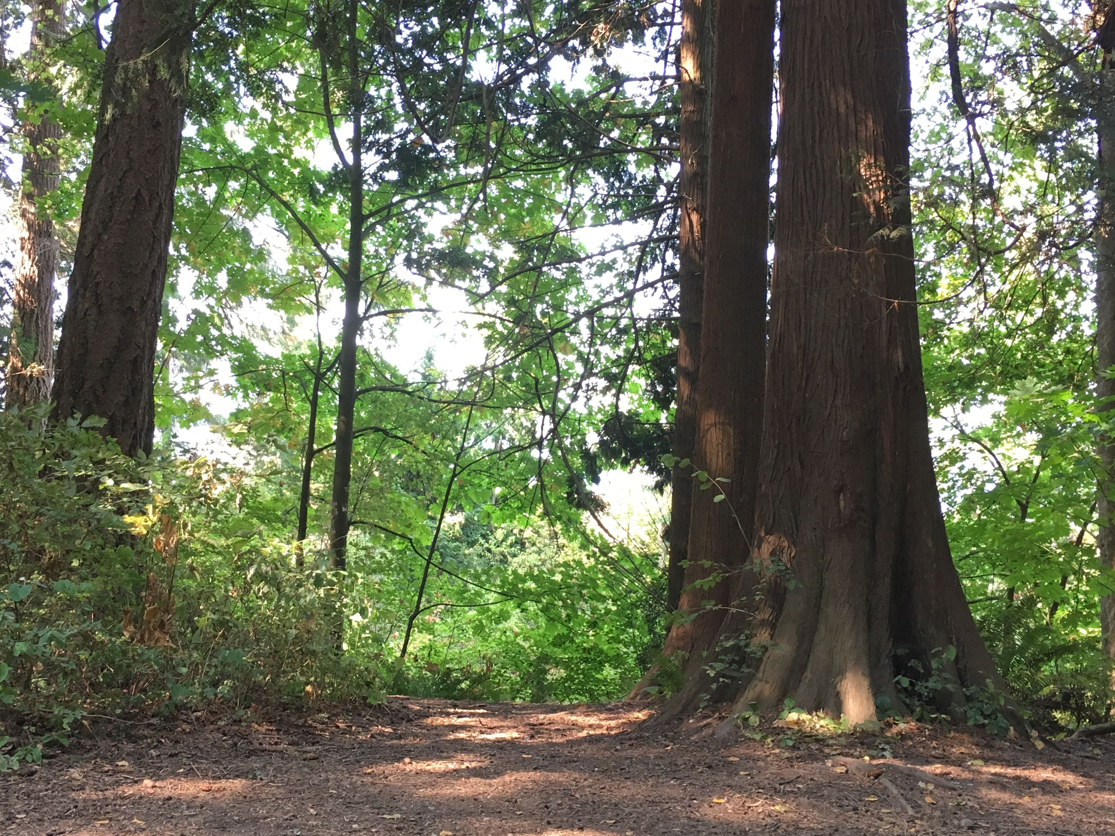 Old growth forest. Lots of families