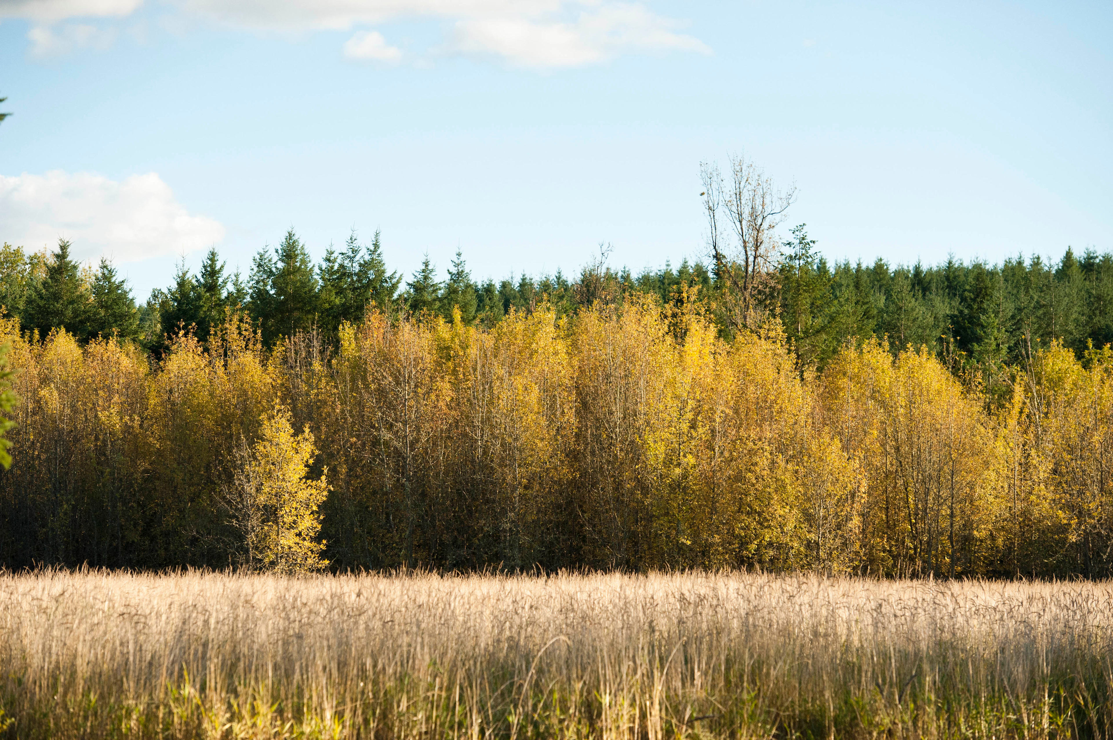 The acreage has multiple open fields, great for spotting wildlife in. I enjoyed watching the morning fog lift of this field the following day.