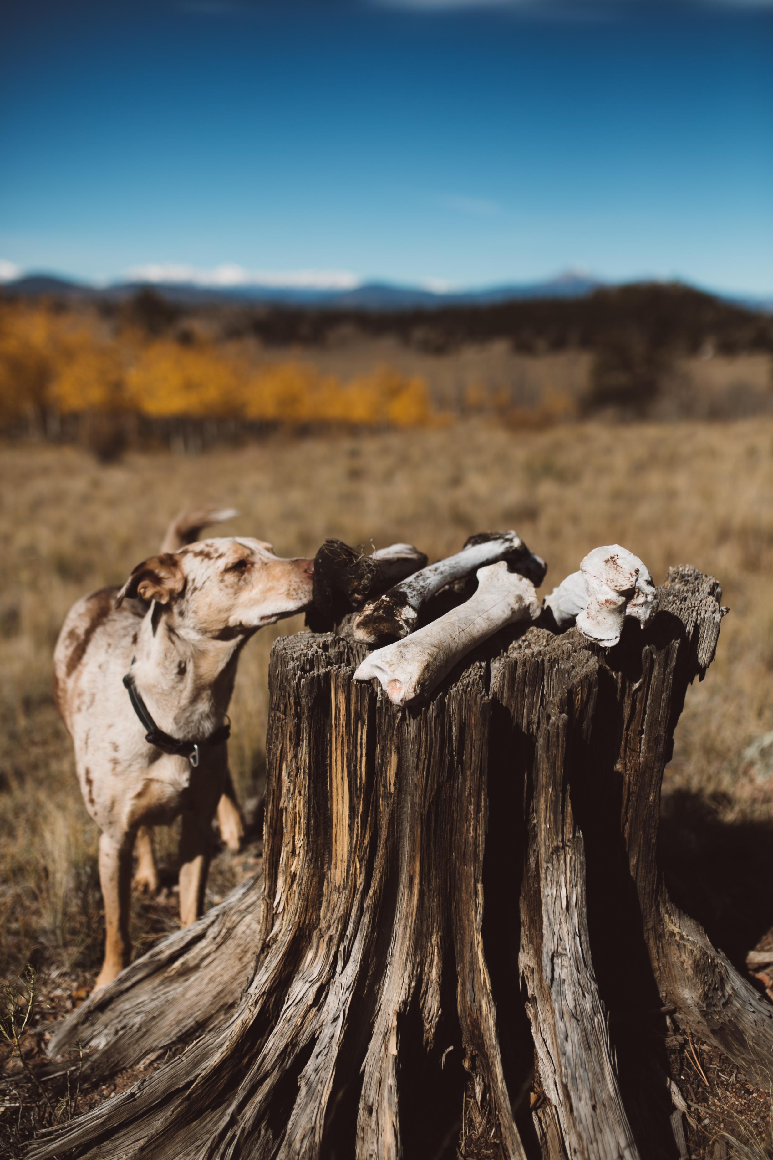 my dog was quite the bone collector! 