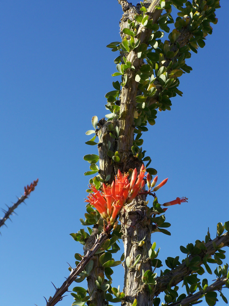 Tamarisk Grove Campground