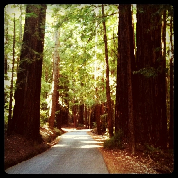 Big Basin Redwoods