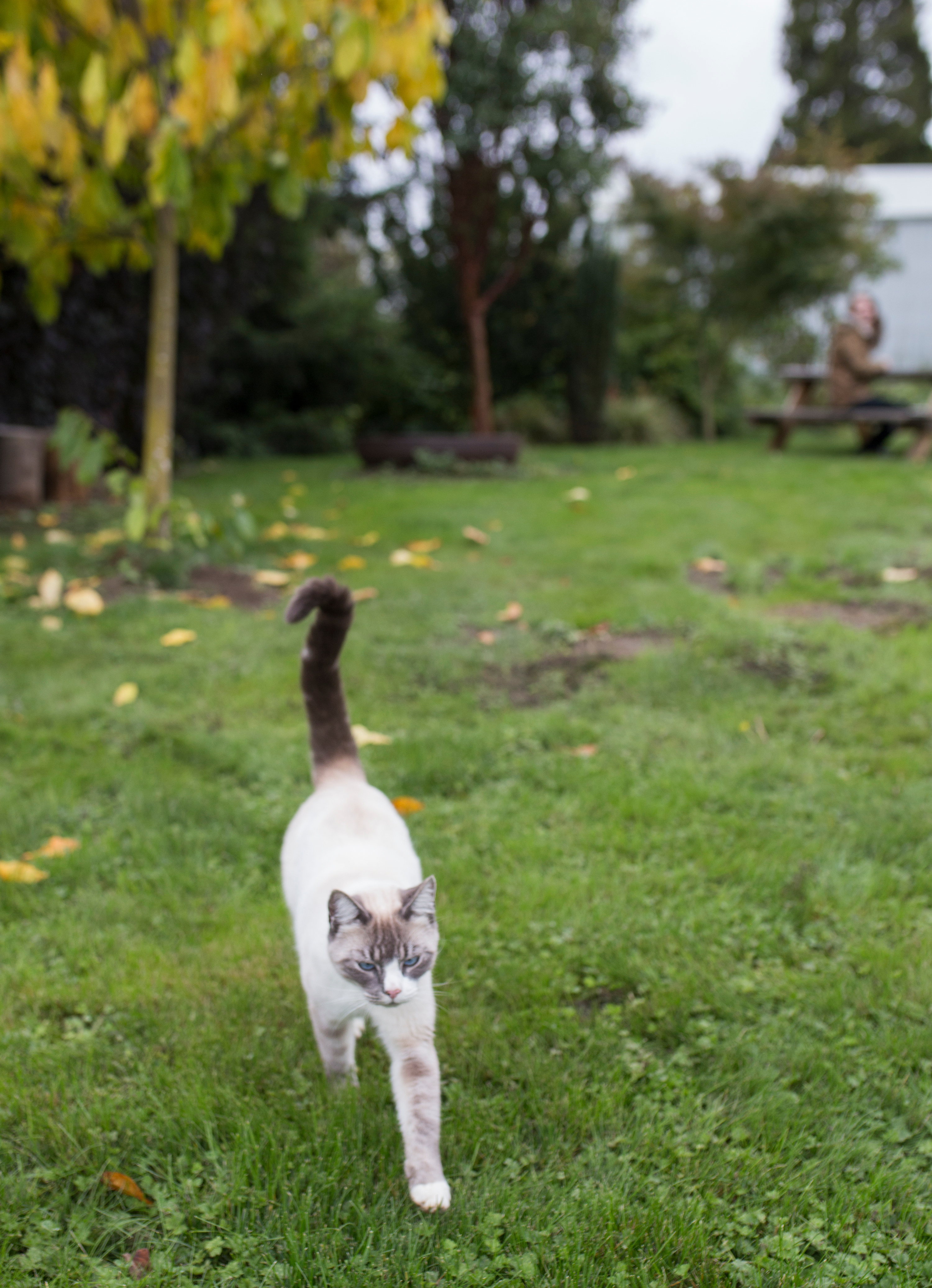 The friendliest cat!