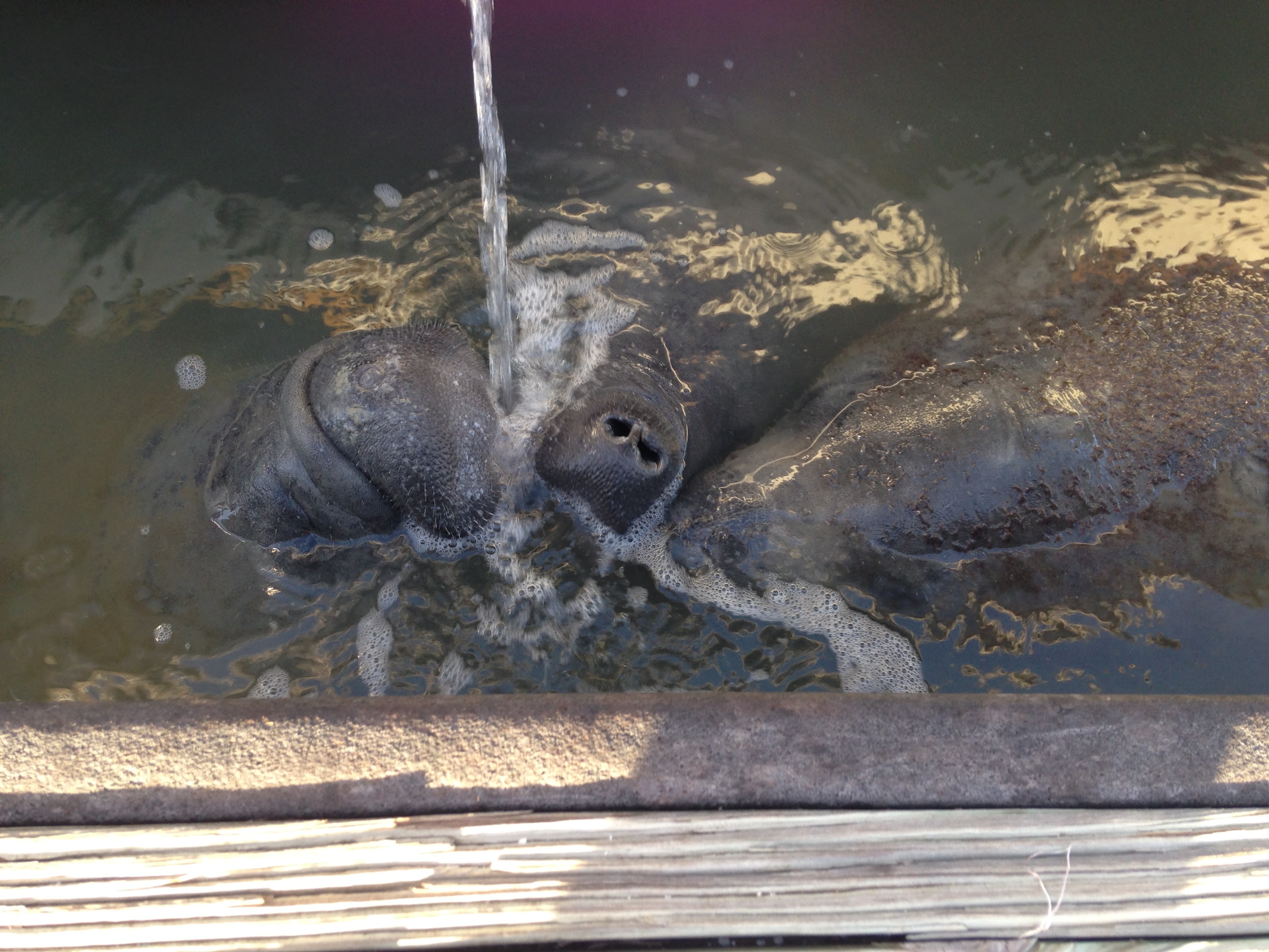 Manatees drinking bilge water
