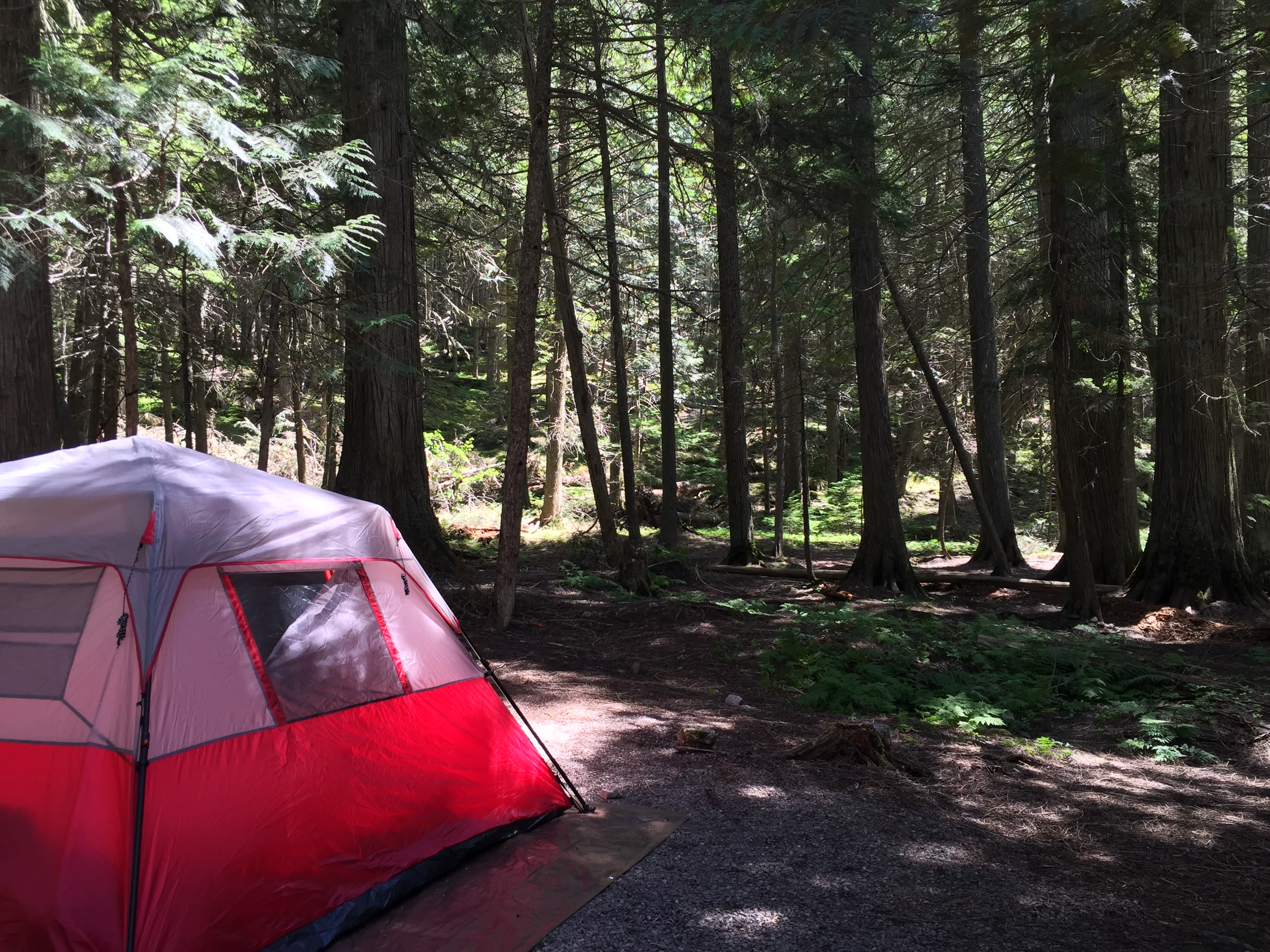 So much forest!