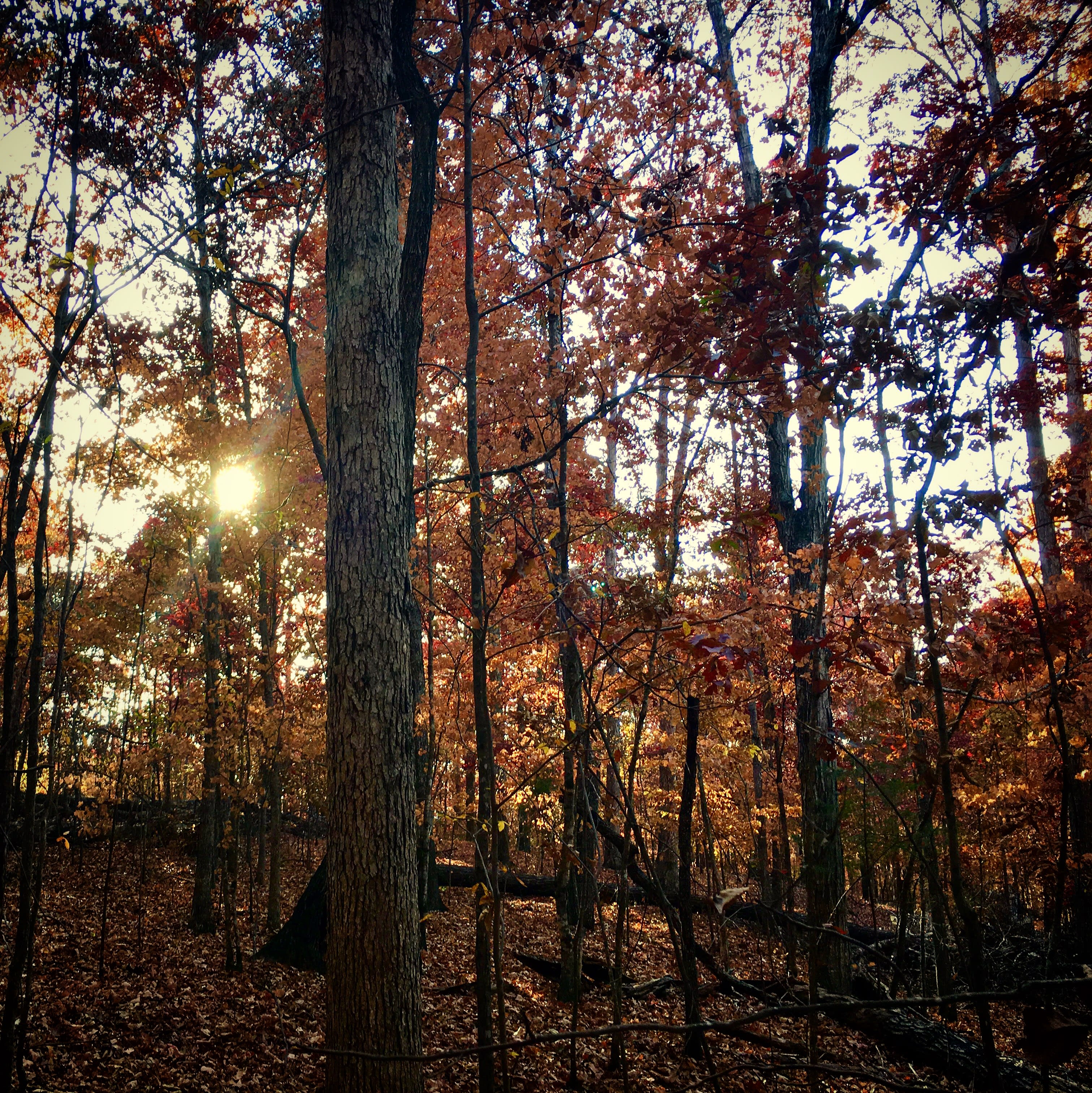 Cathedral Caverns State Park