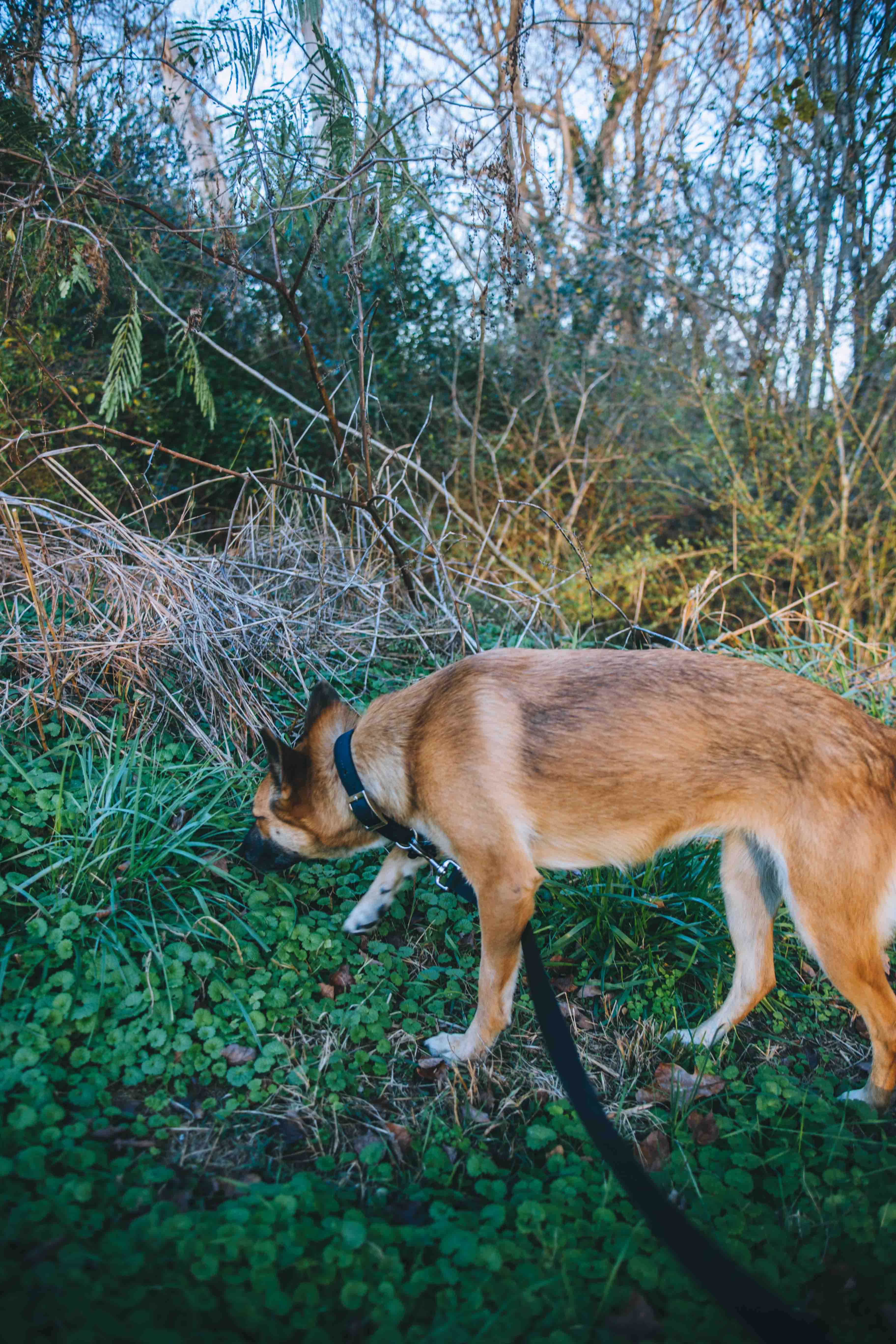 Cedar exploring the treeline for scents