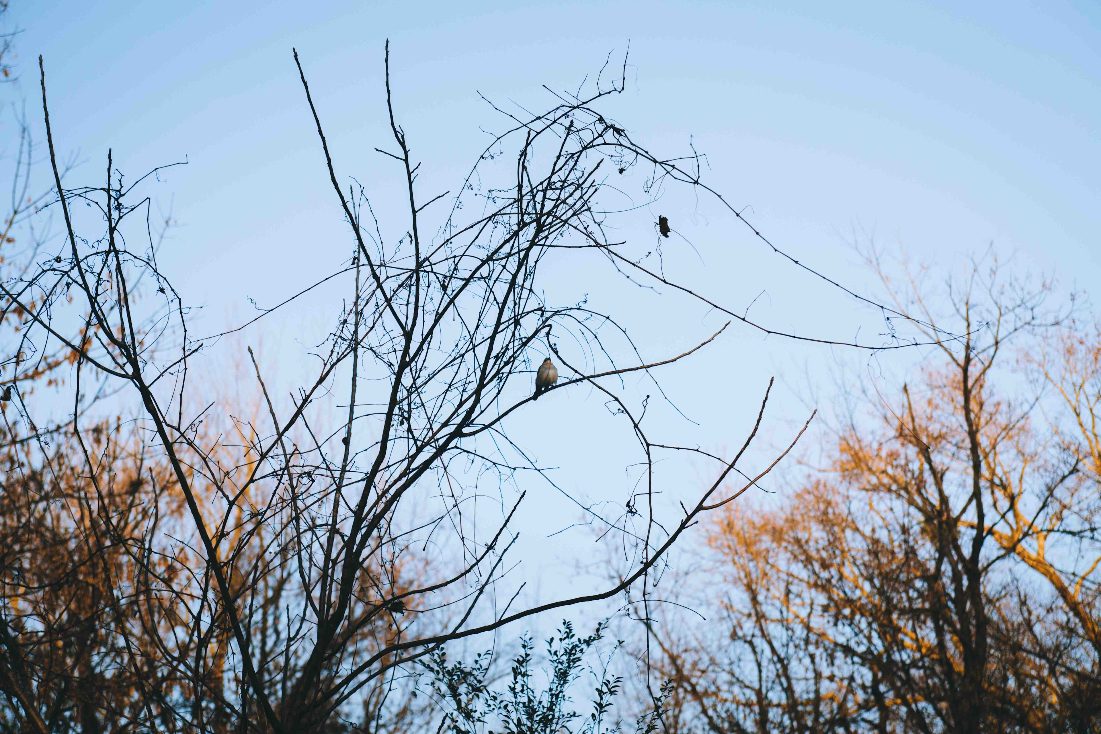 There were a lot of different birds around us. We even saw a few cardinals and doves.