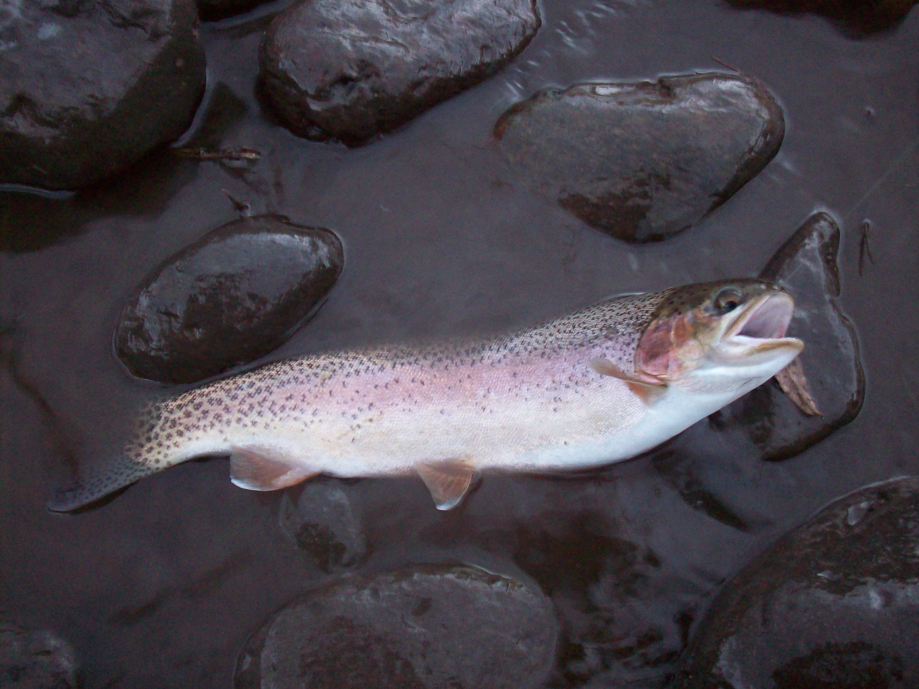 Cabin on the river at Welder Ranch
