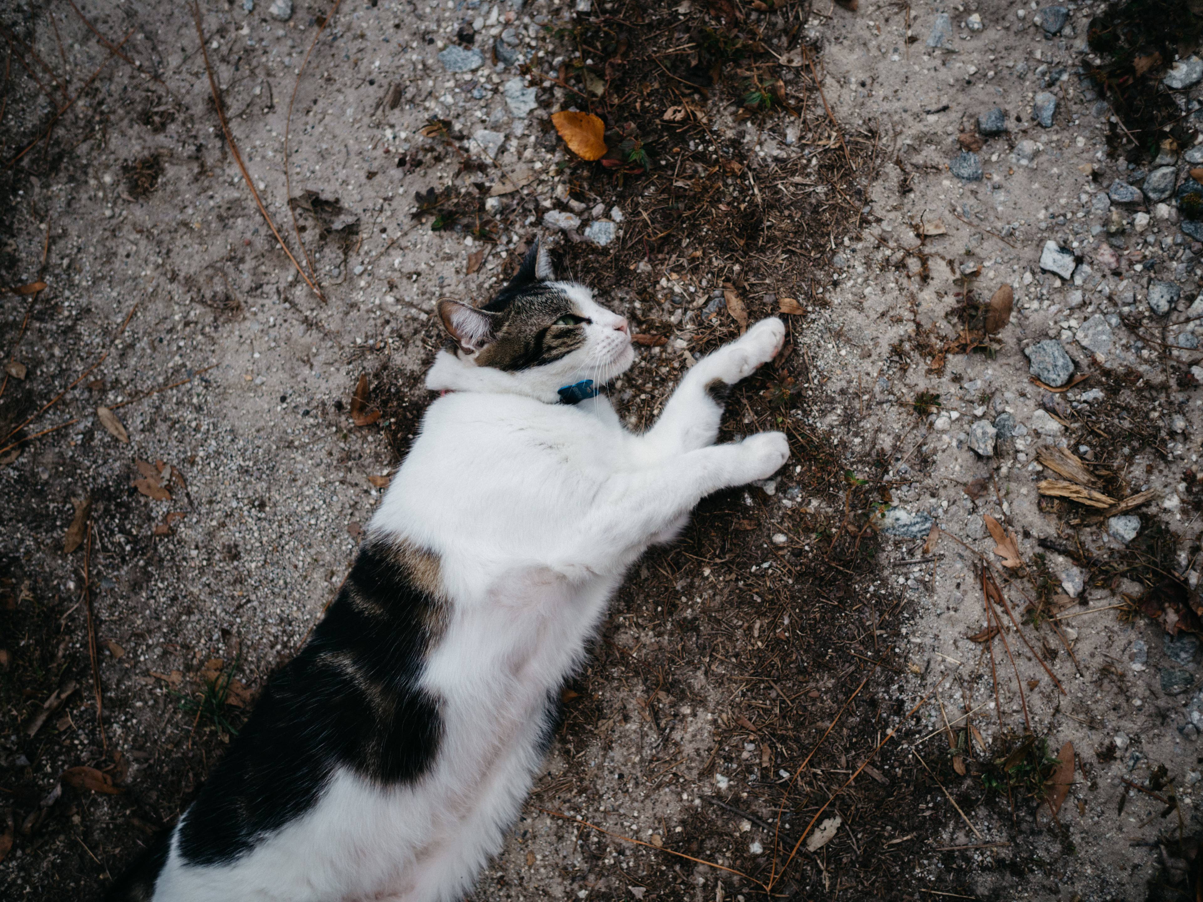 there are a number of pets on the property! all very friendly