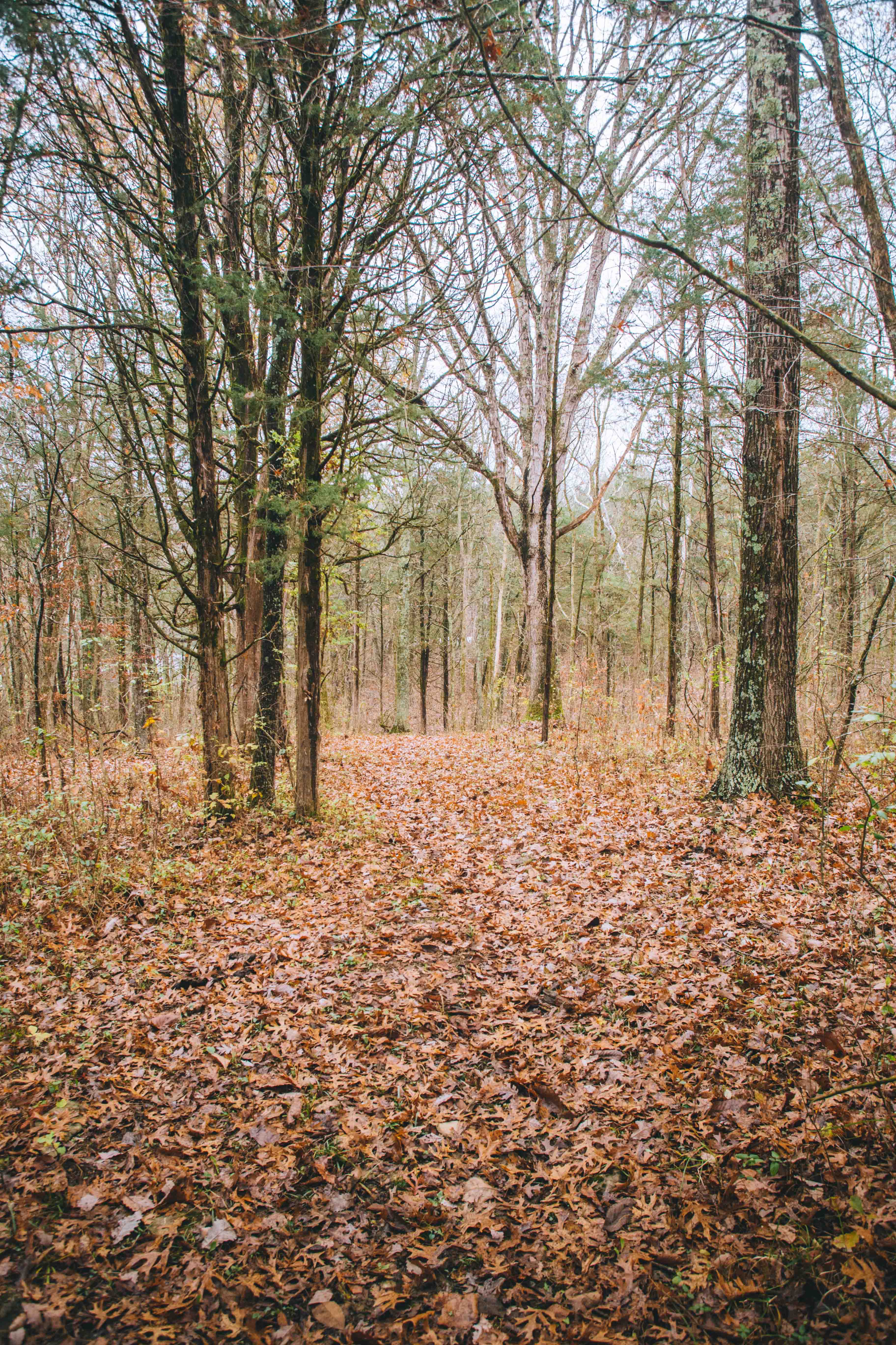 Just inside the woods is a campsite