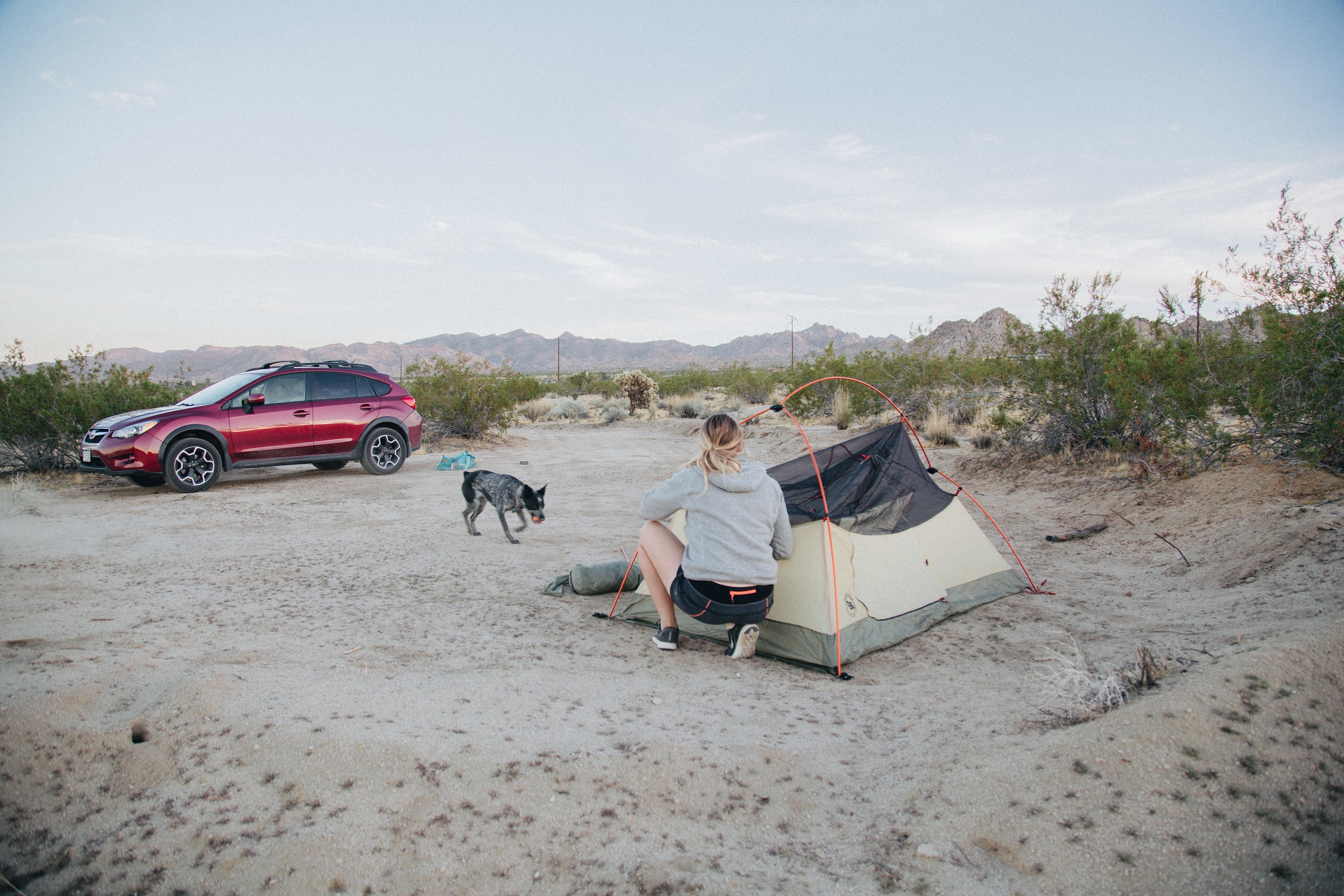 Roni's Perfect JTree Paradise