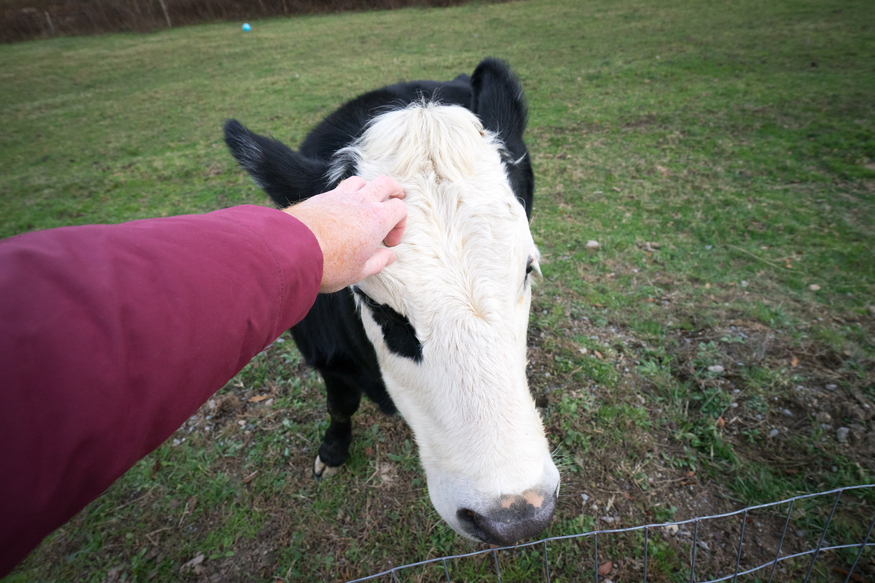 The friendliest steer you'll ever meet