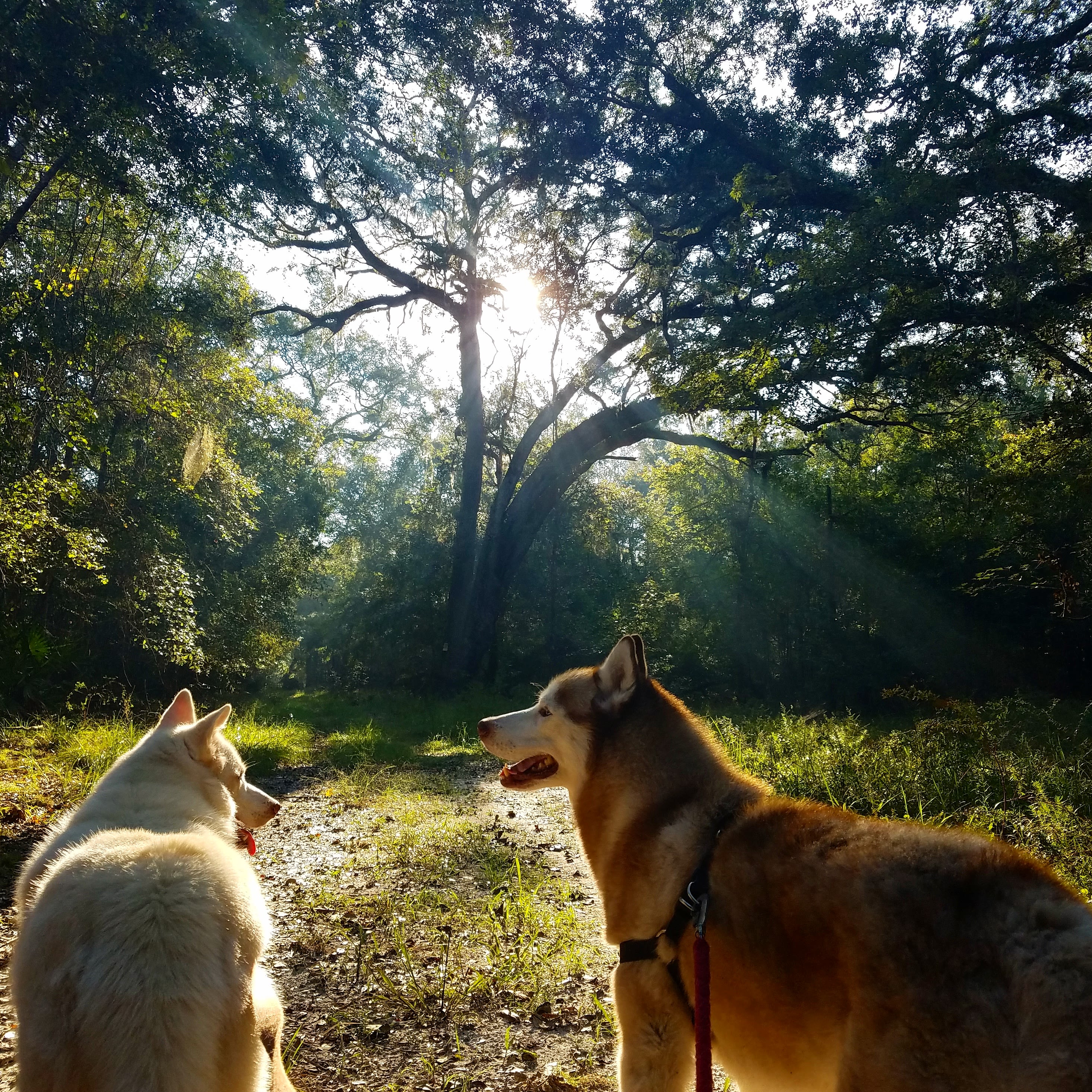 Pet friendly campground 