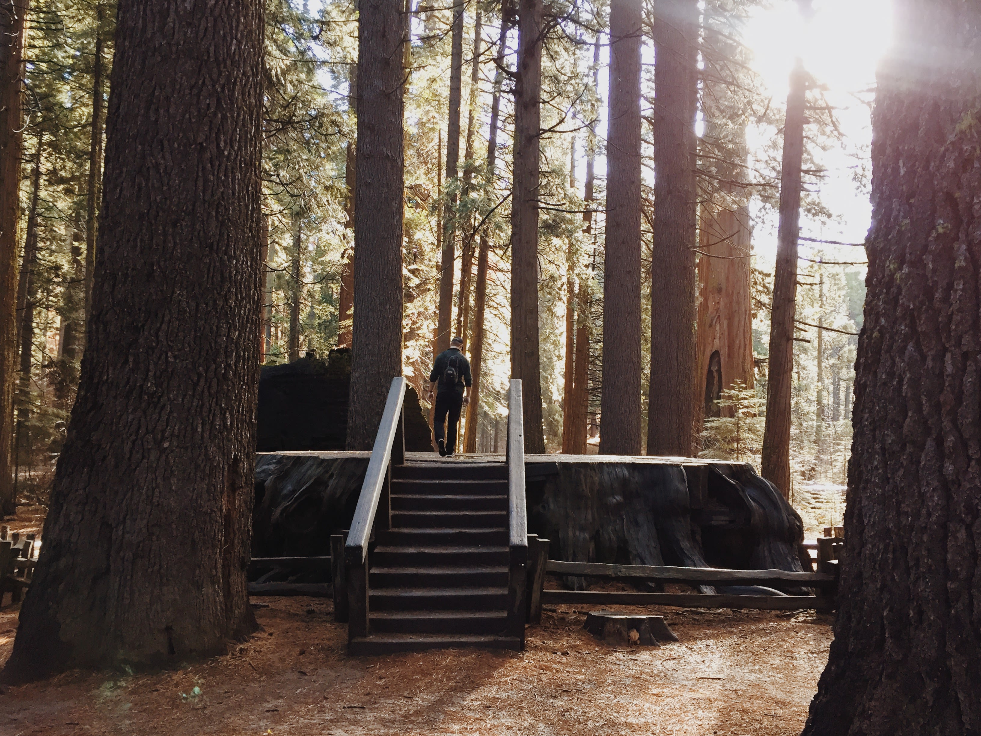nearby Calaveras Big Trees State Park