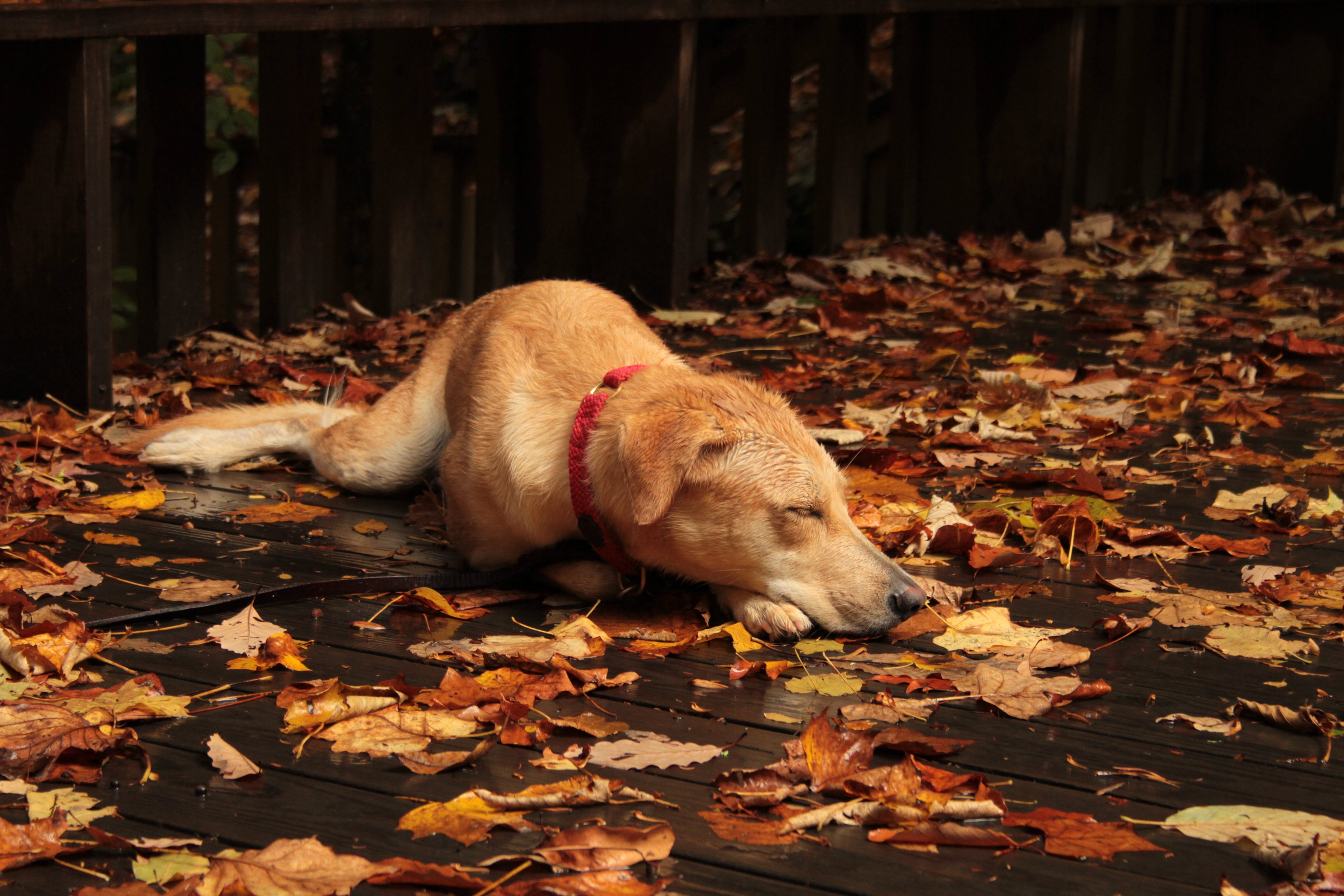 Cloudland Canyon State Park Campground