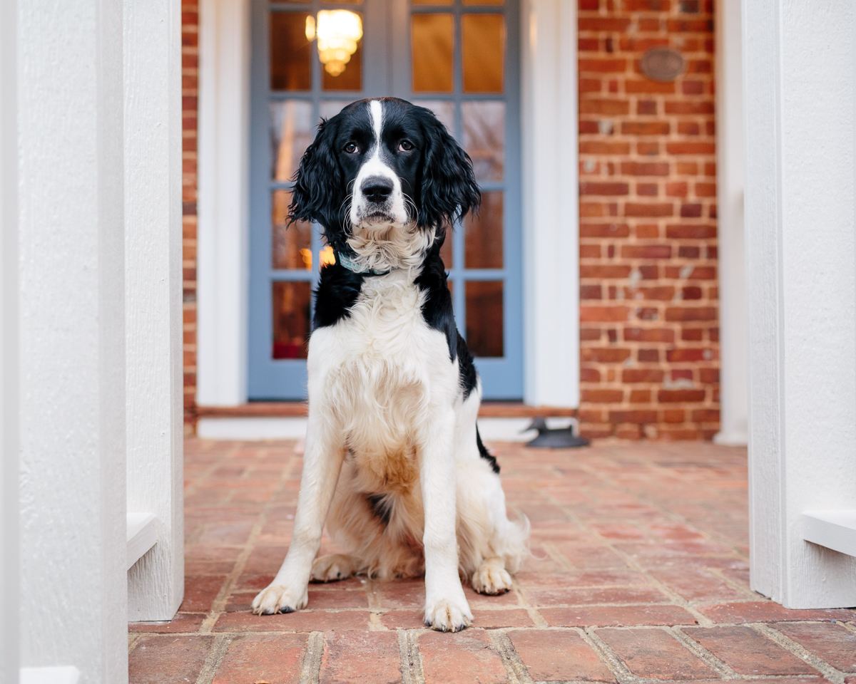 Roux, the host's adorable visiting granddog, was on hand to say hello.