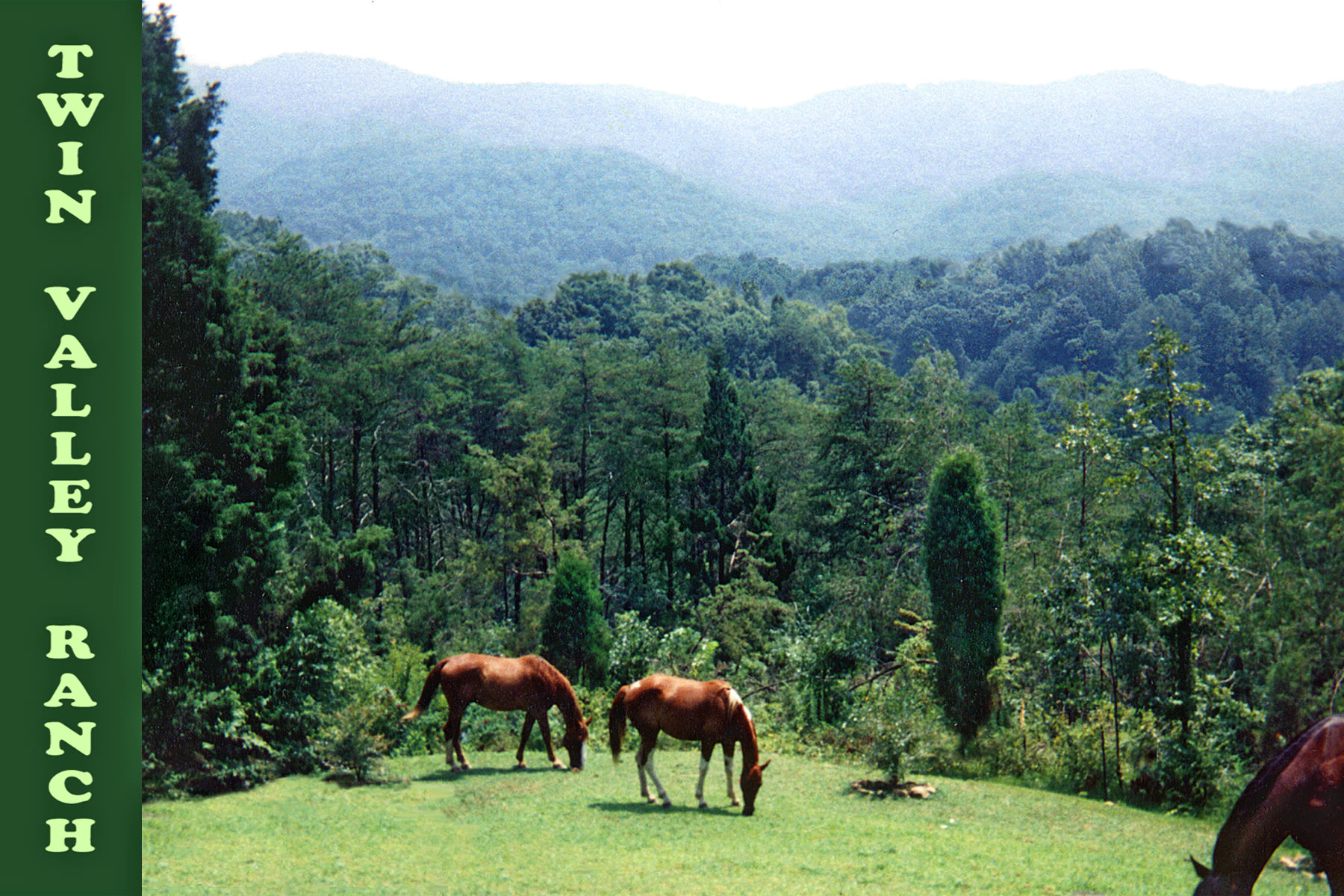 Horse open range in evening and nights!