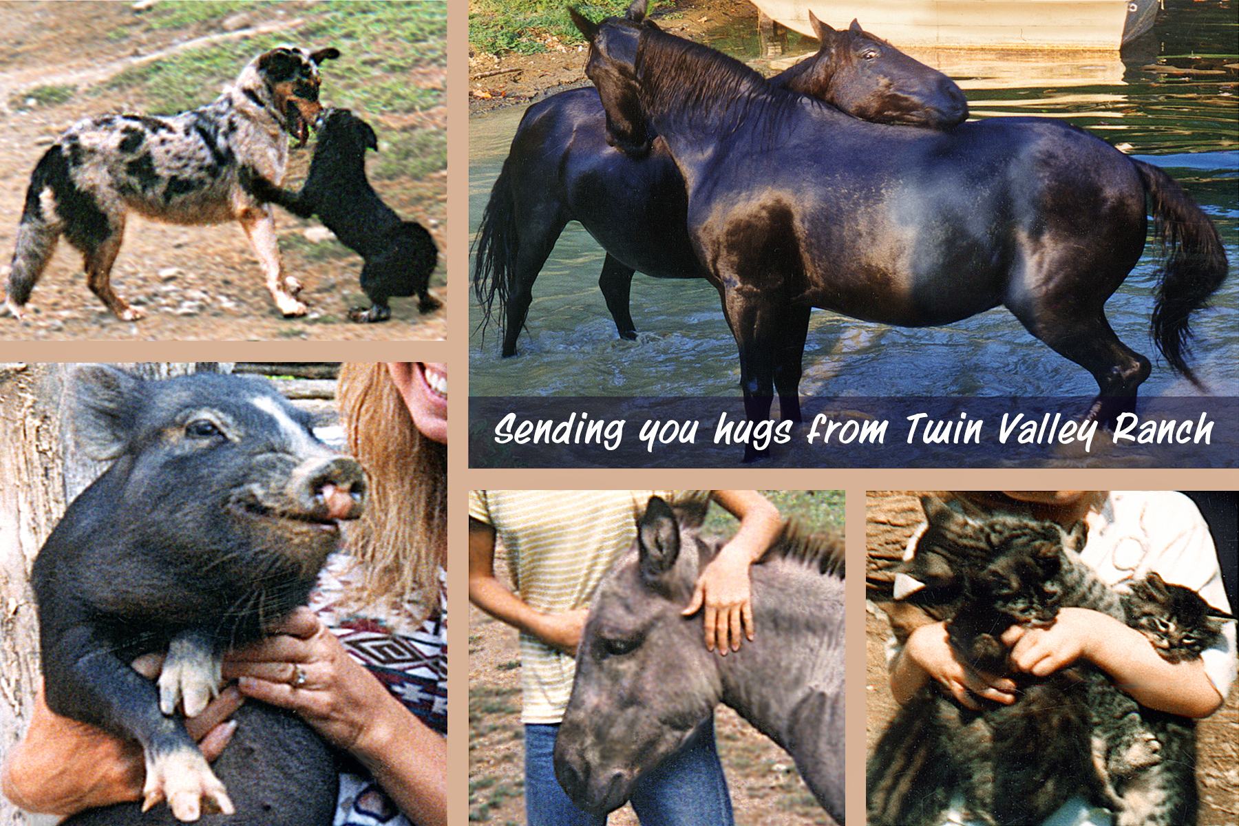 Come thru our gate into a world of nature, animals and peace.