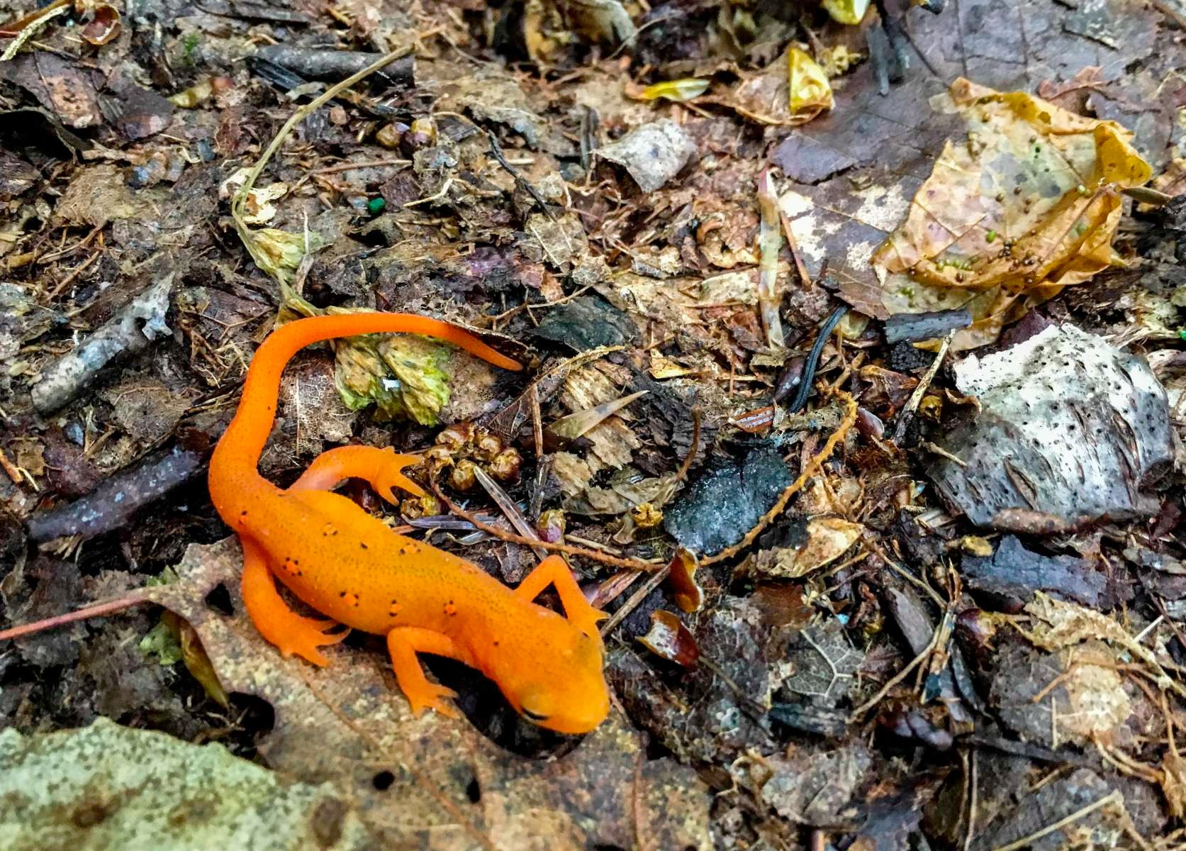 Watch out for newts in the path