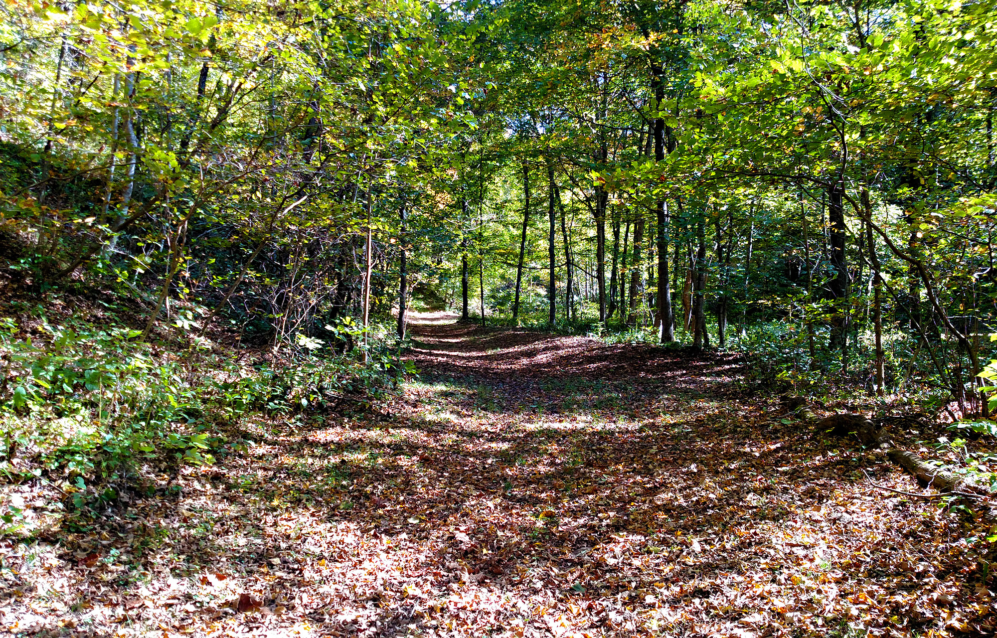 Back in the hollow