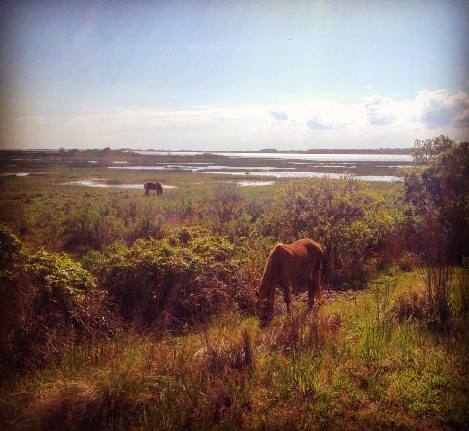 Oceanside Walk-In Campground