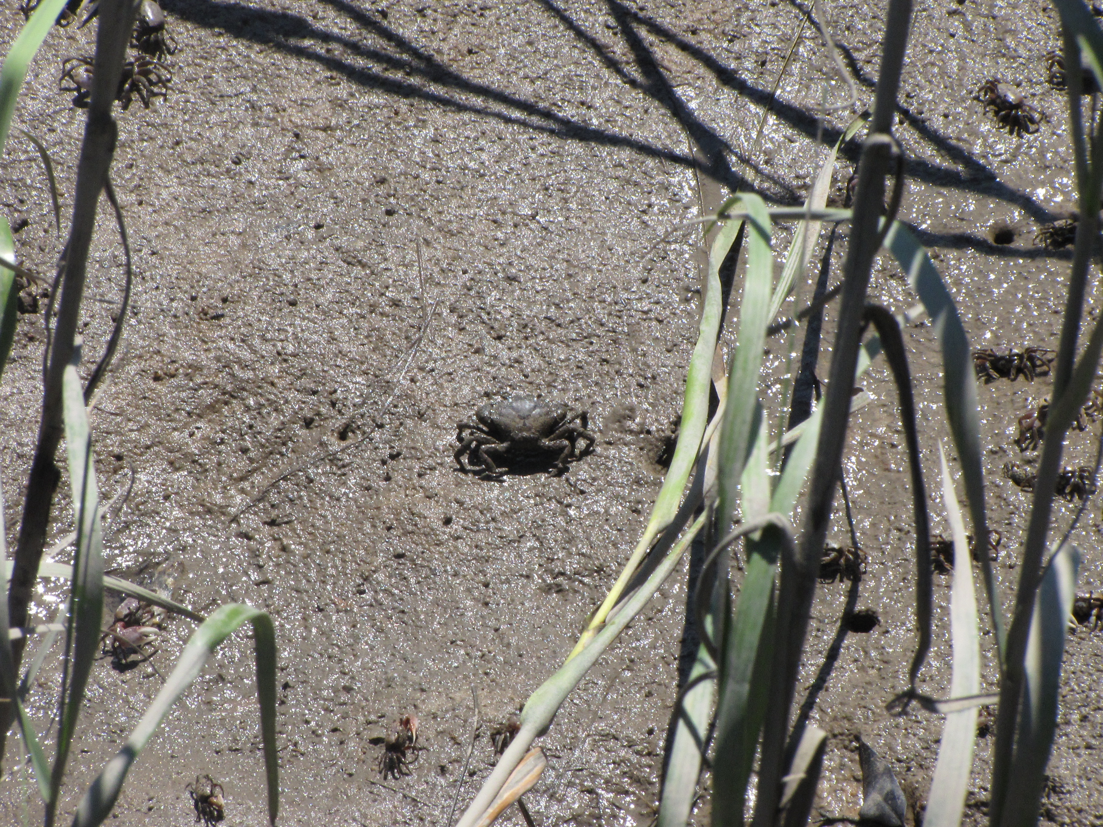 Lots of these little guys next to the marsh