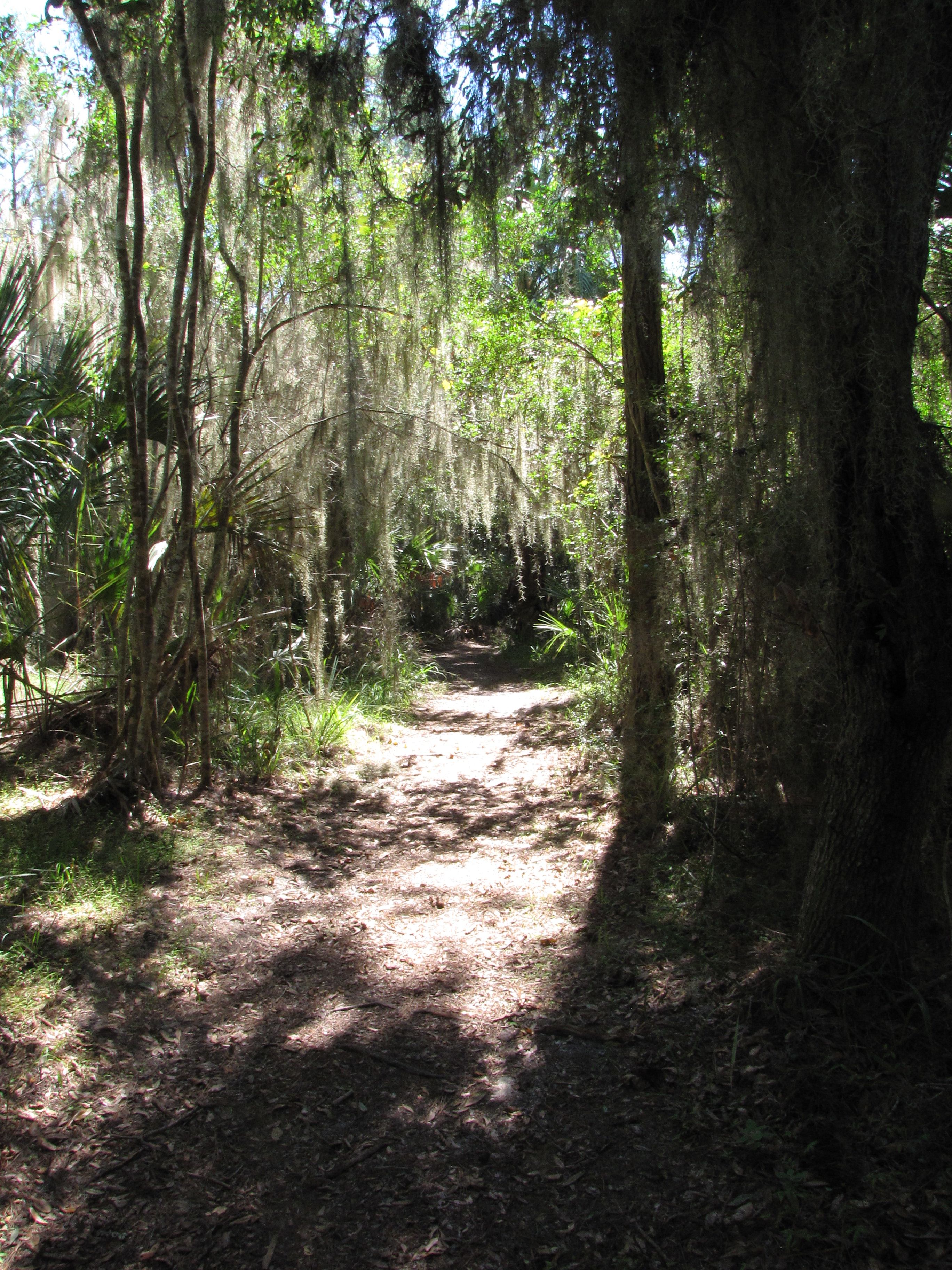 Spanish moss is so freaking pretty... 