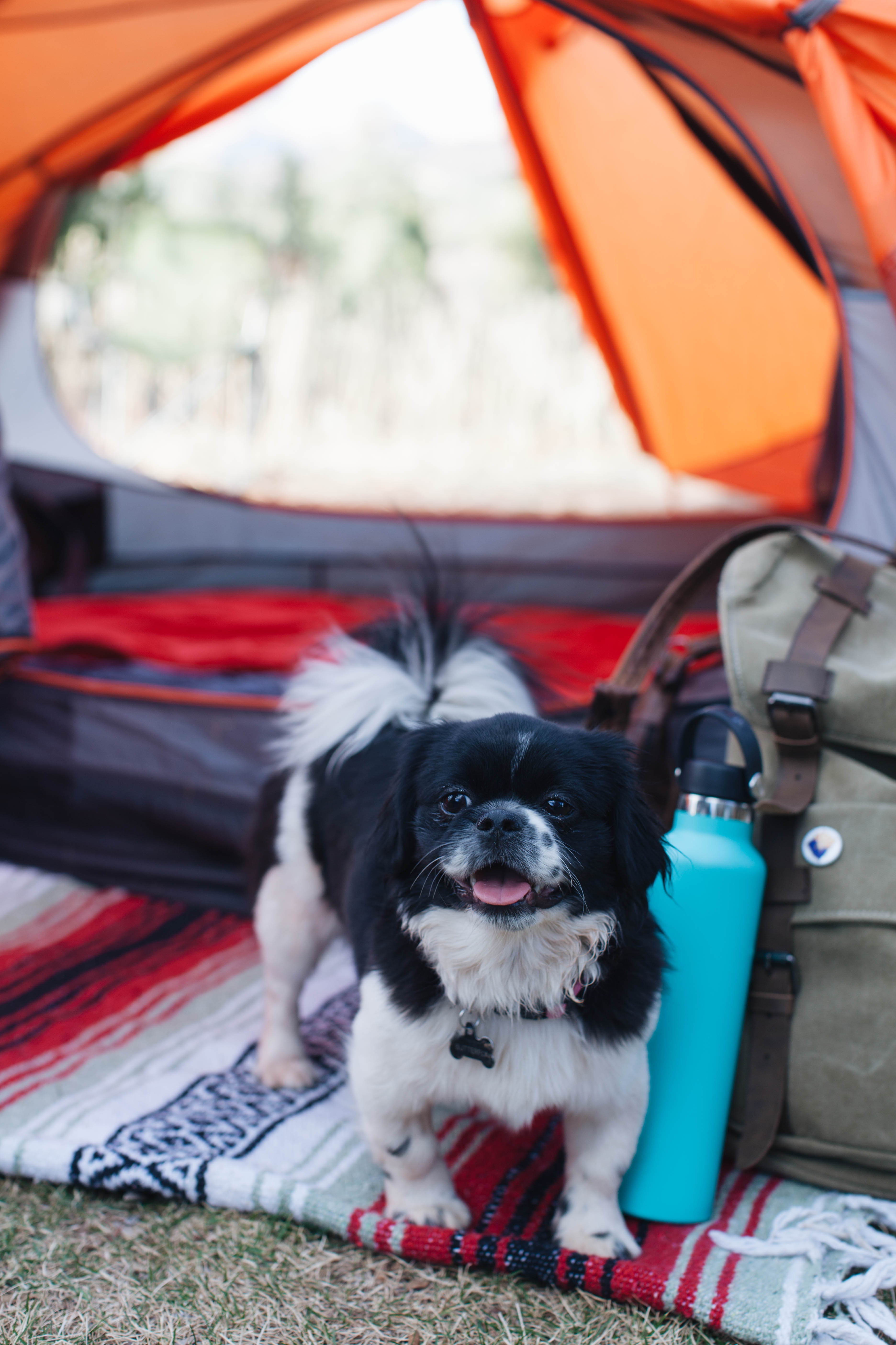 Just a helpful little Butterfly...