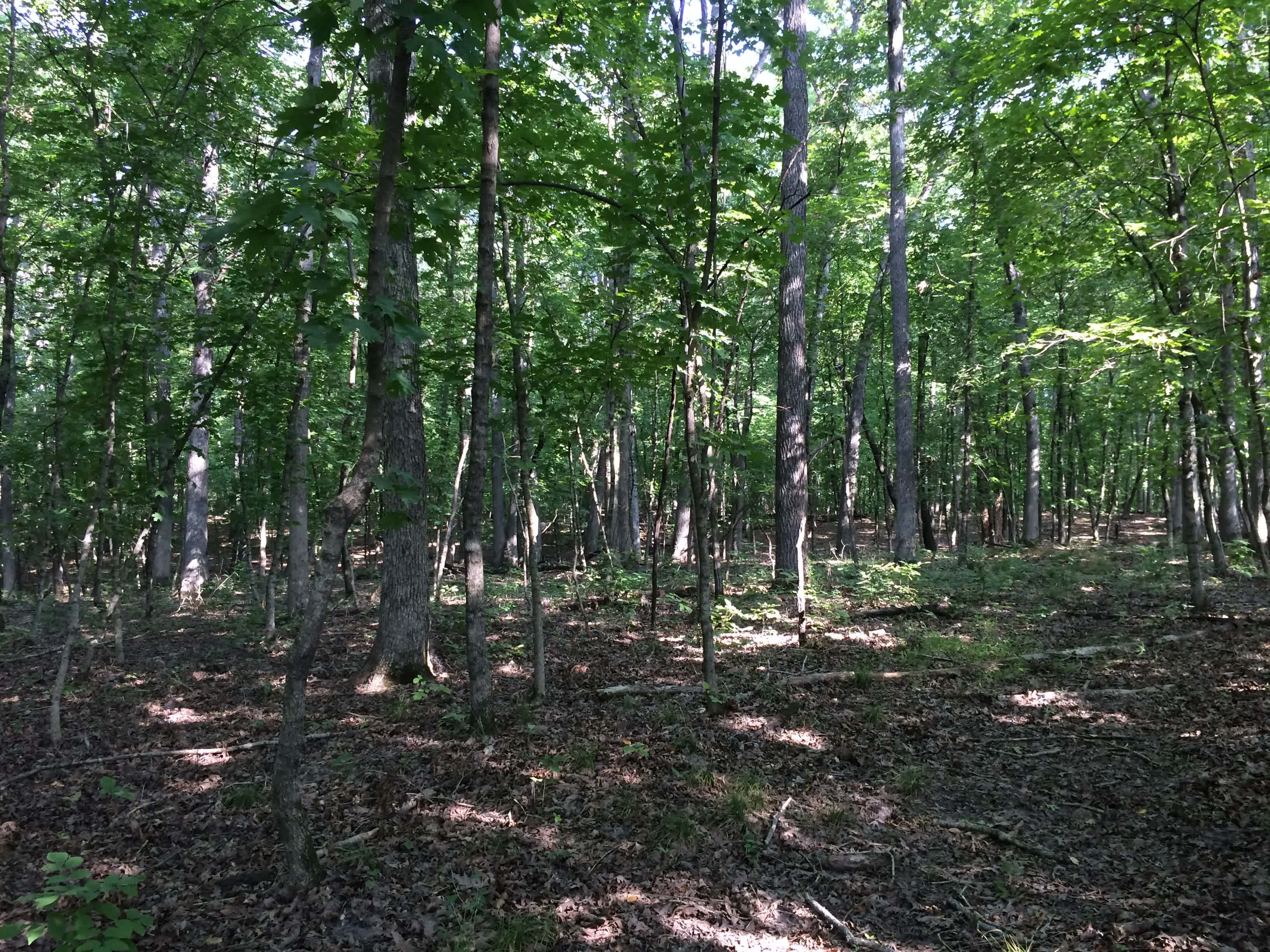 Wooded Escape