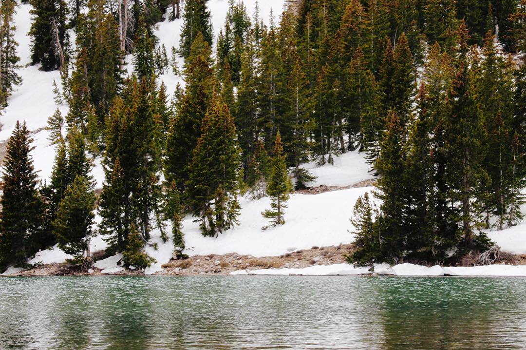 An abundance of pine cones