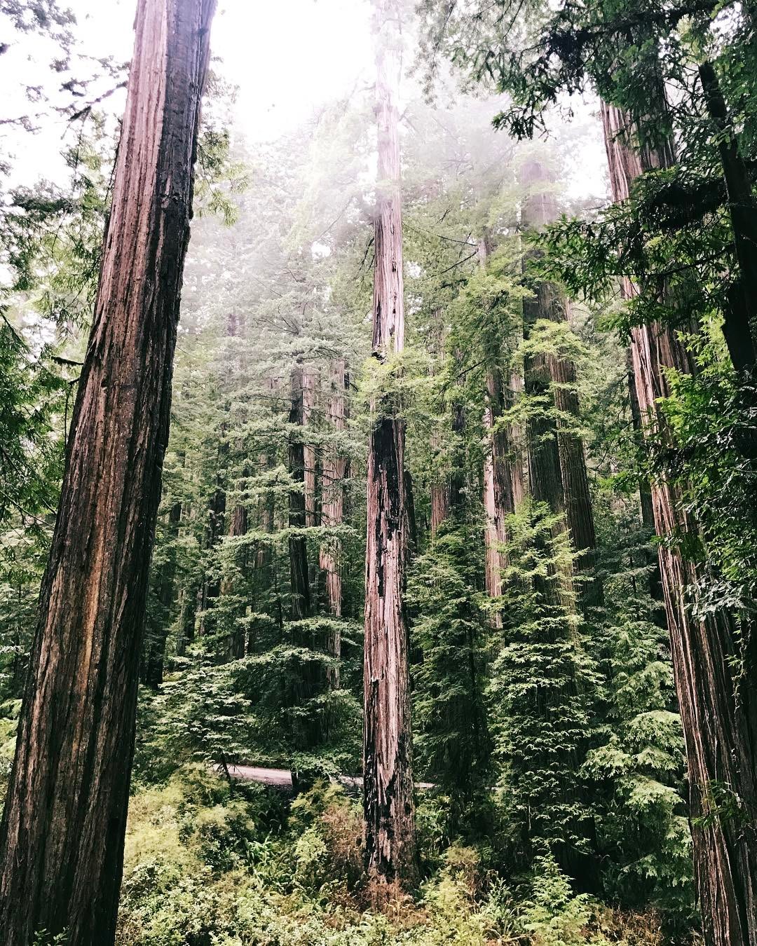 When John Steinbeck stood in the presence of redwood trees, he described the sensation as a "cathedral hush."
