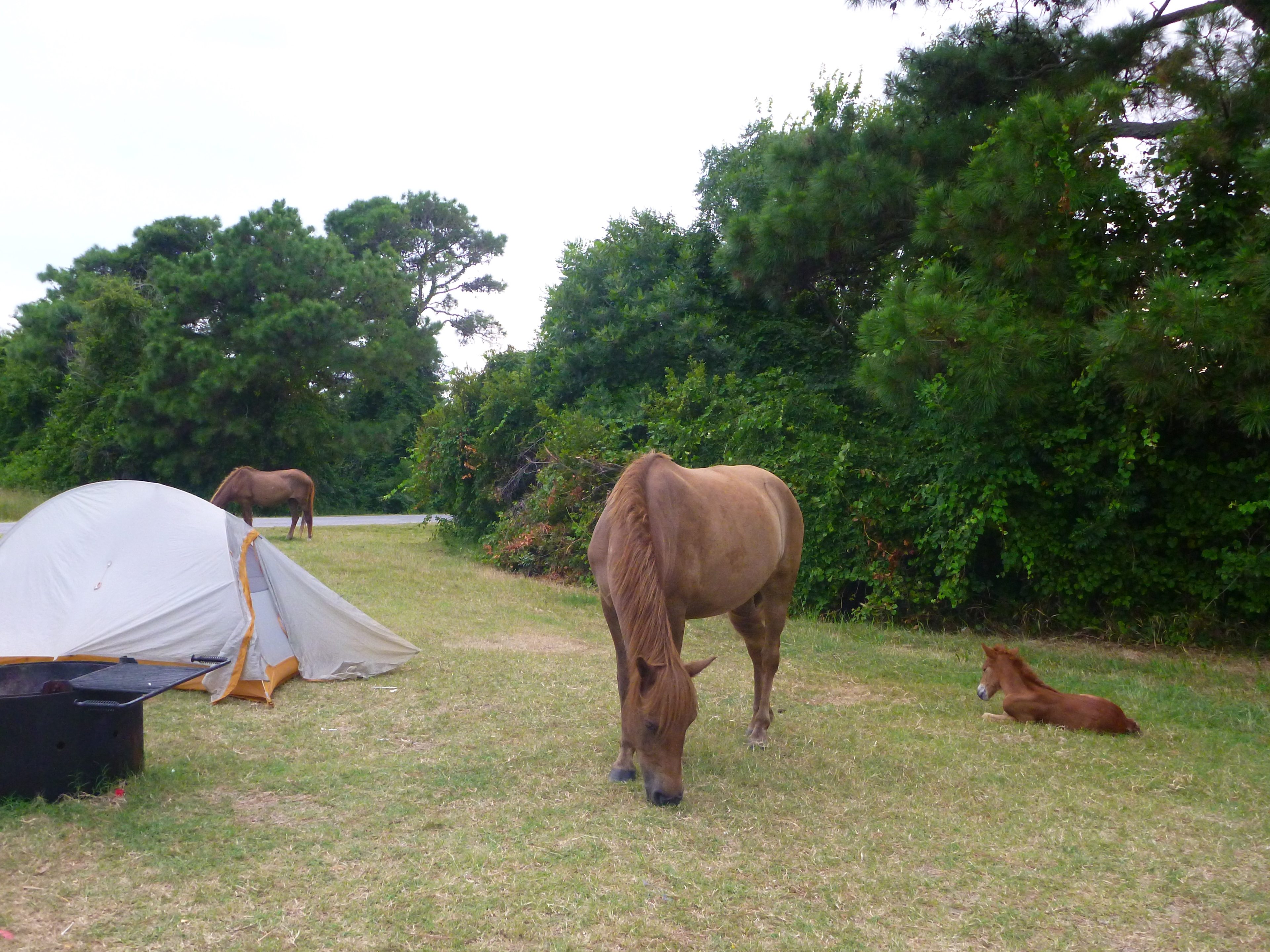 Wild ponies visited my campsite!