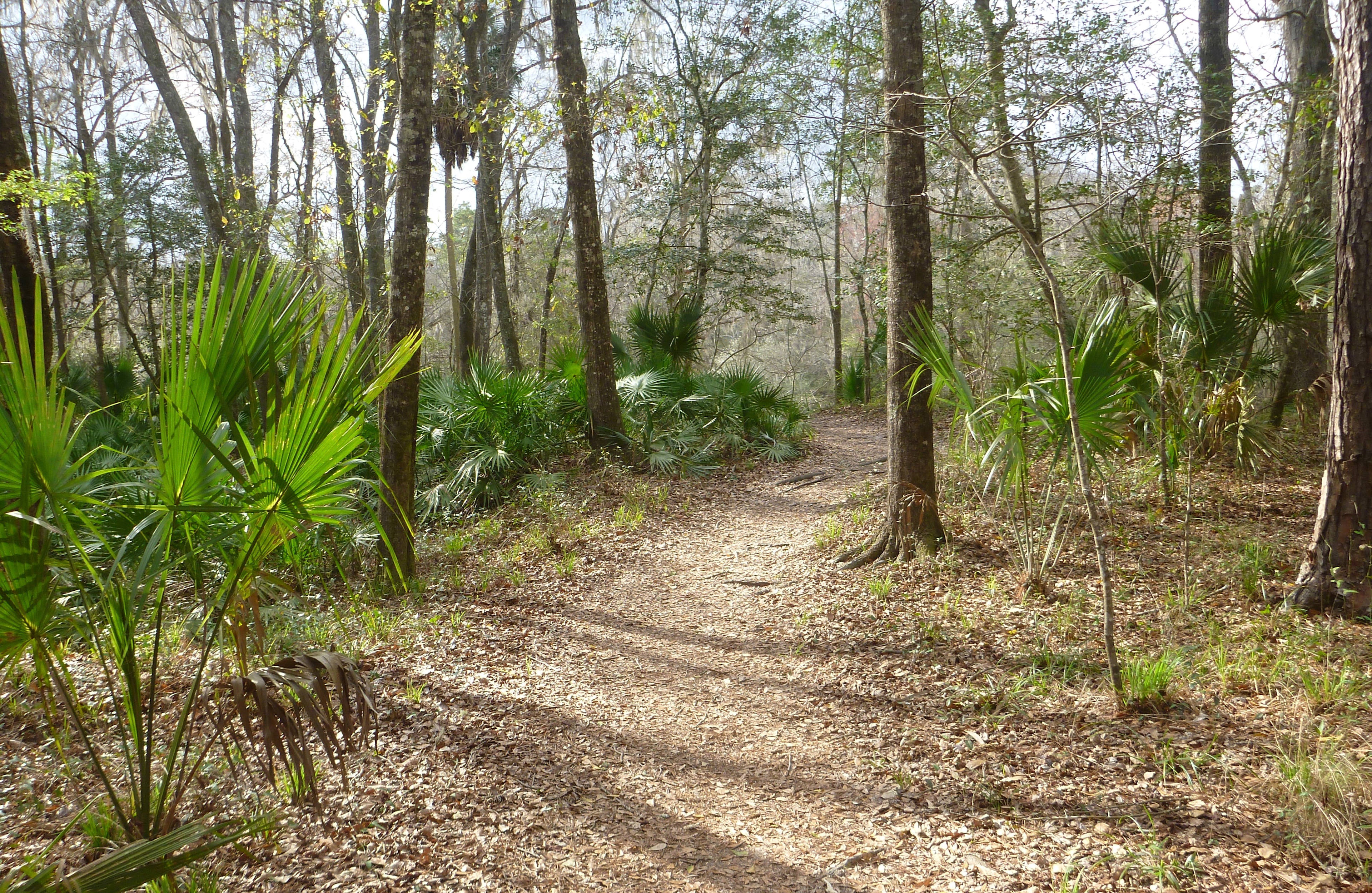 saw palmetto trail