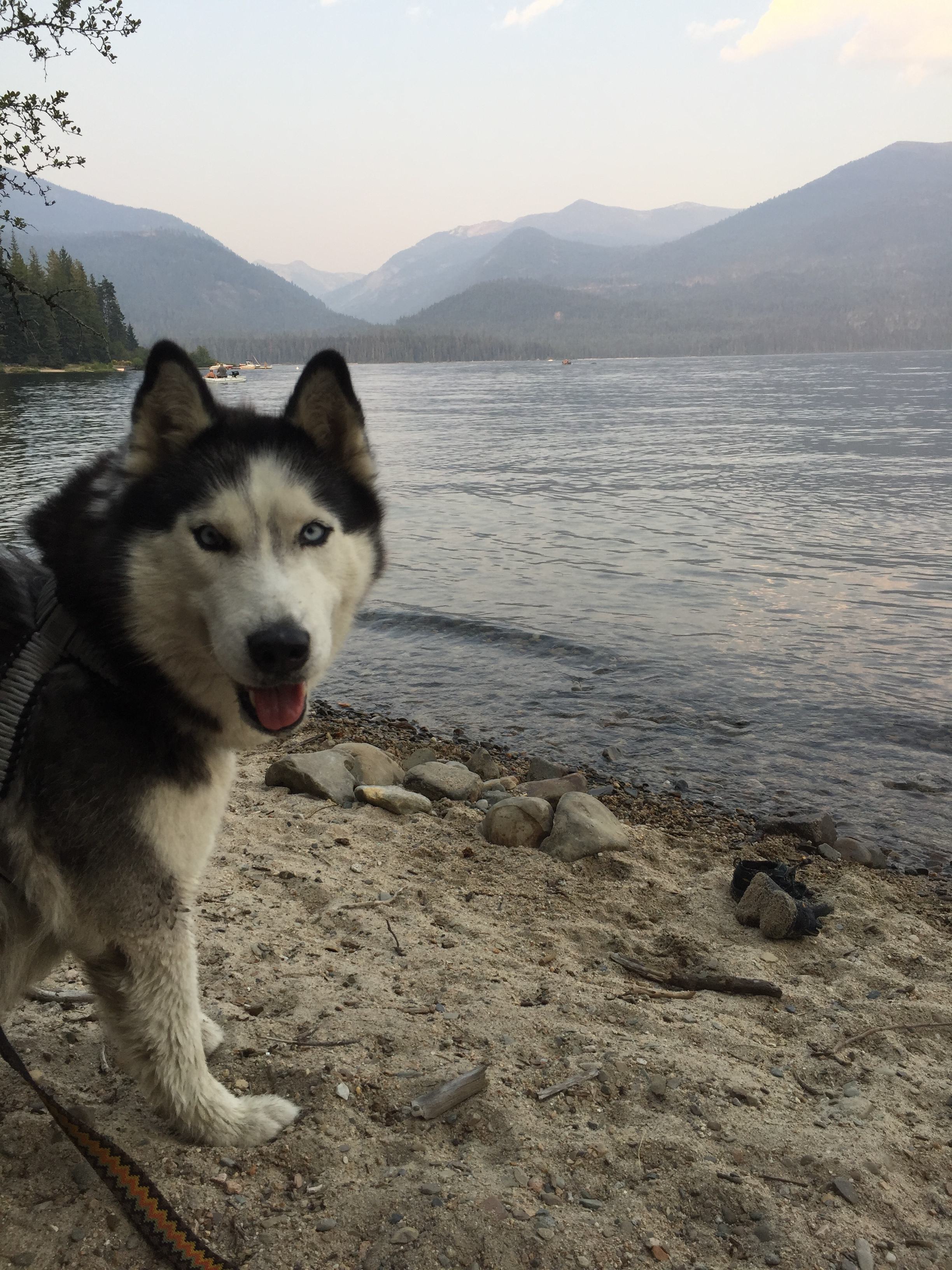 Lachan! The adventure dog!