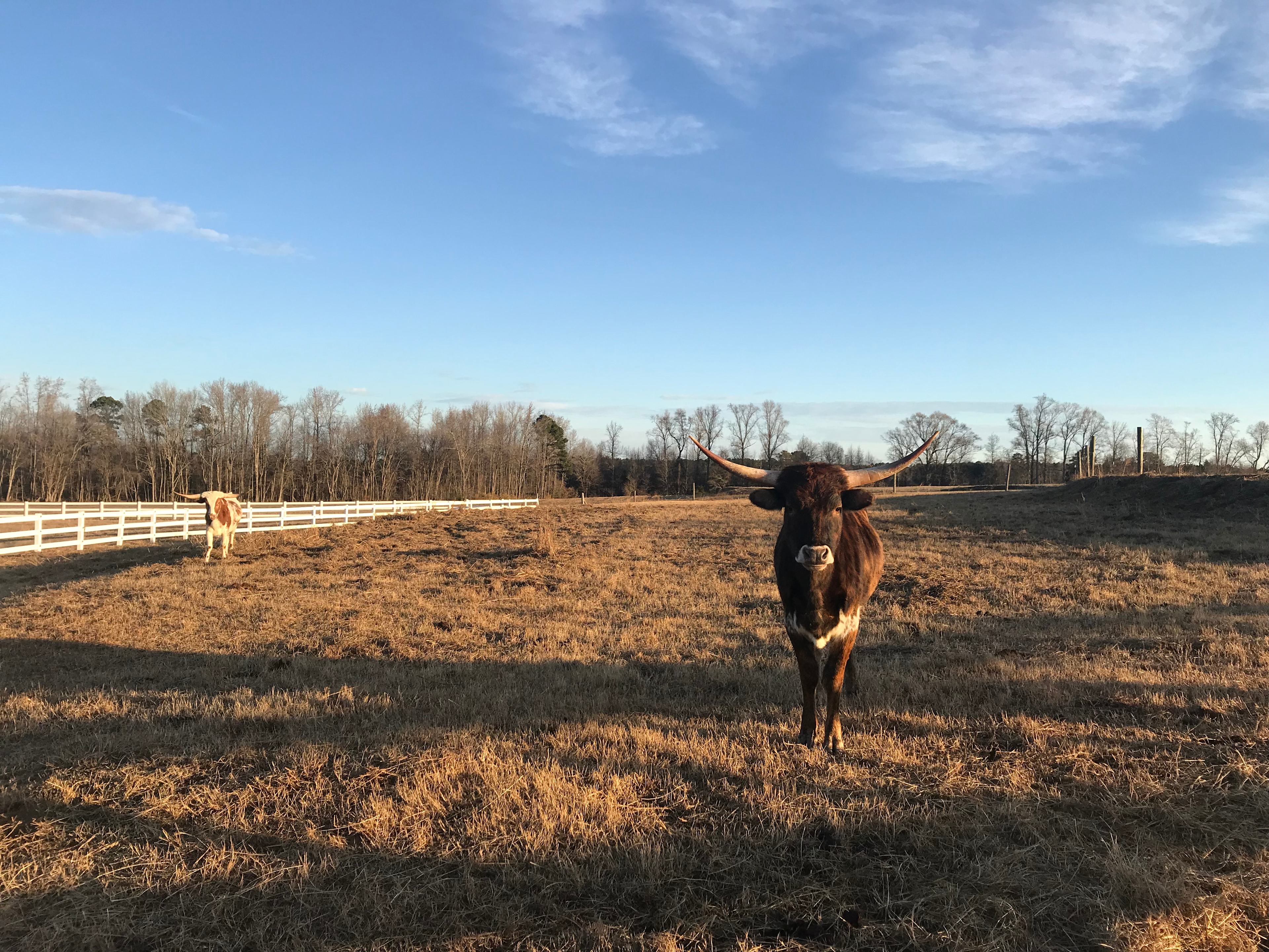 Horse Ranch-a short drive from 95