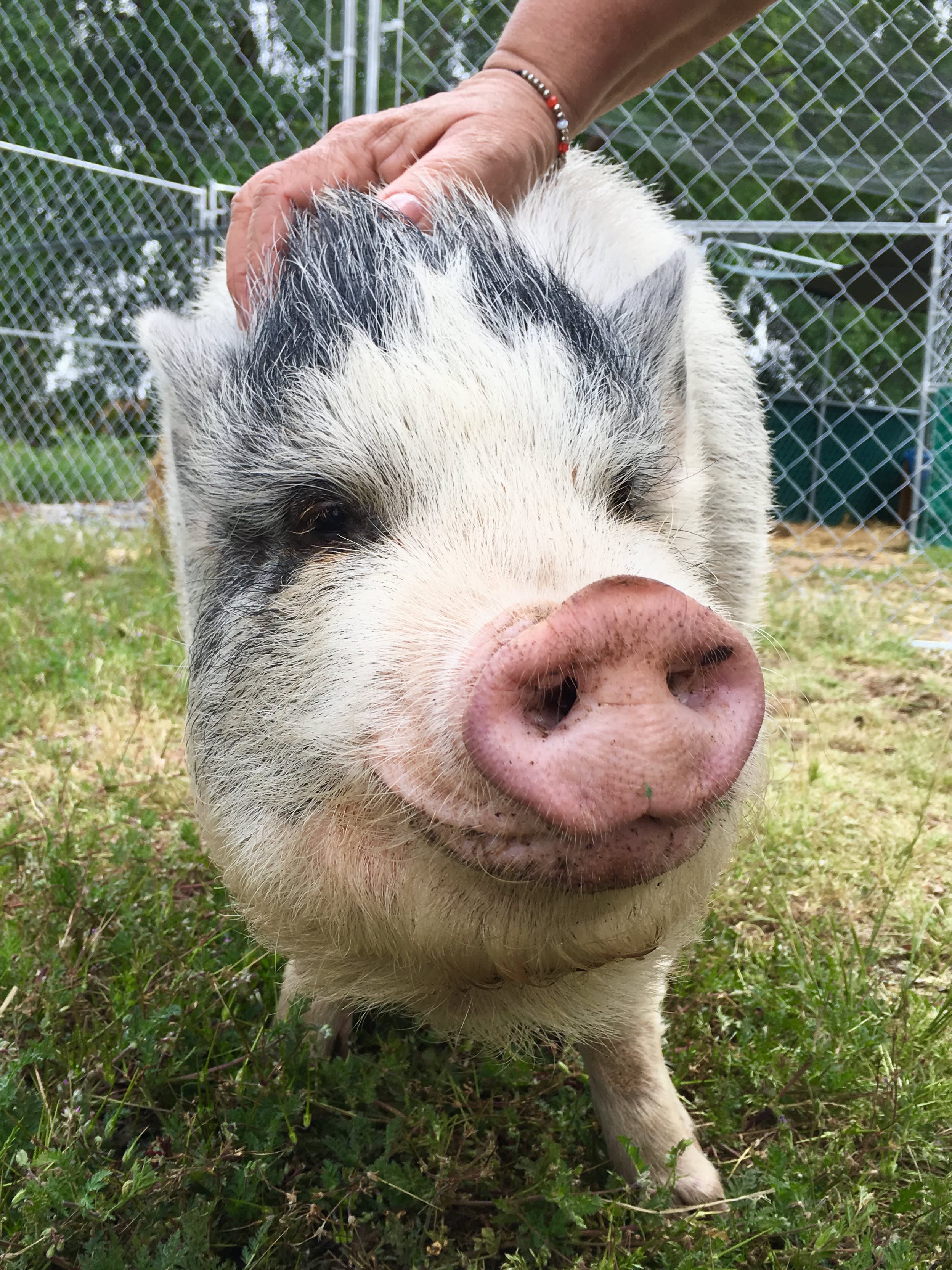 Hamlet......... also known as Hammy!