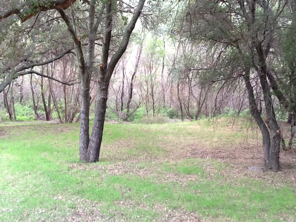Trees along walking trails and outside areas surrounding main campground