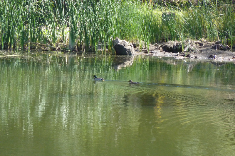 Lake with Ducks (when full during rainy season)
