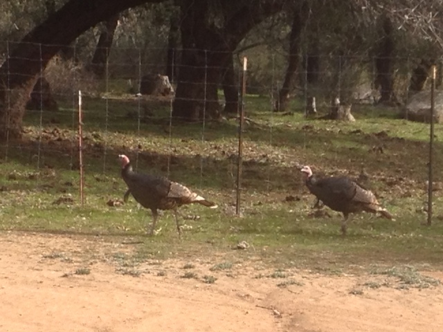 Wild Turkeys wandering around on the property during the fall