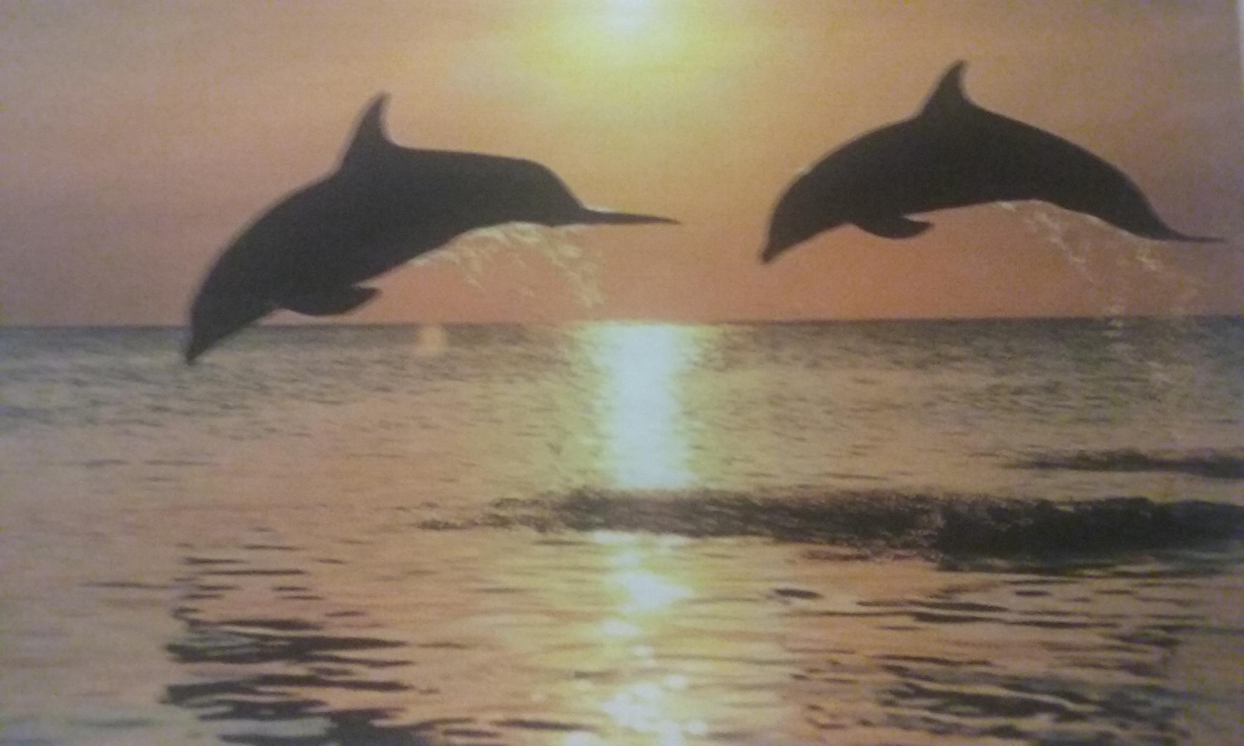 Watch Dolphins and Manatees play