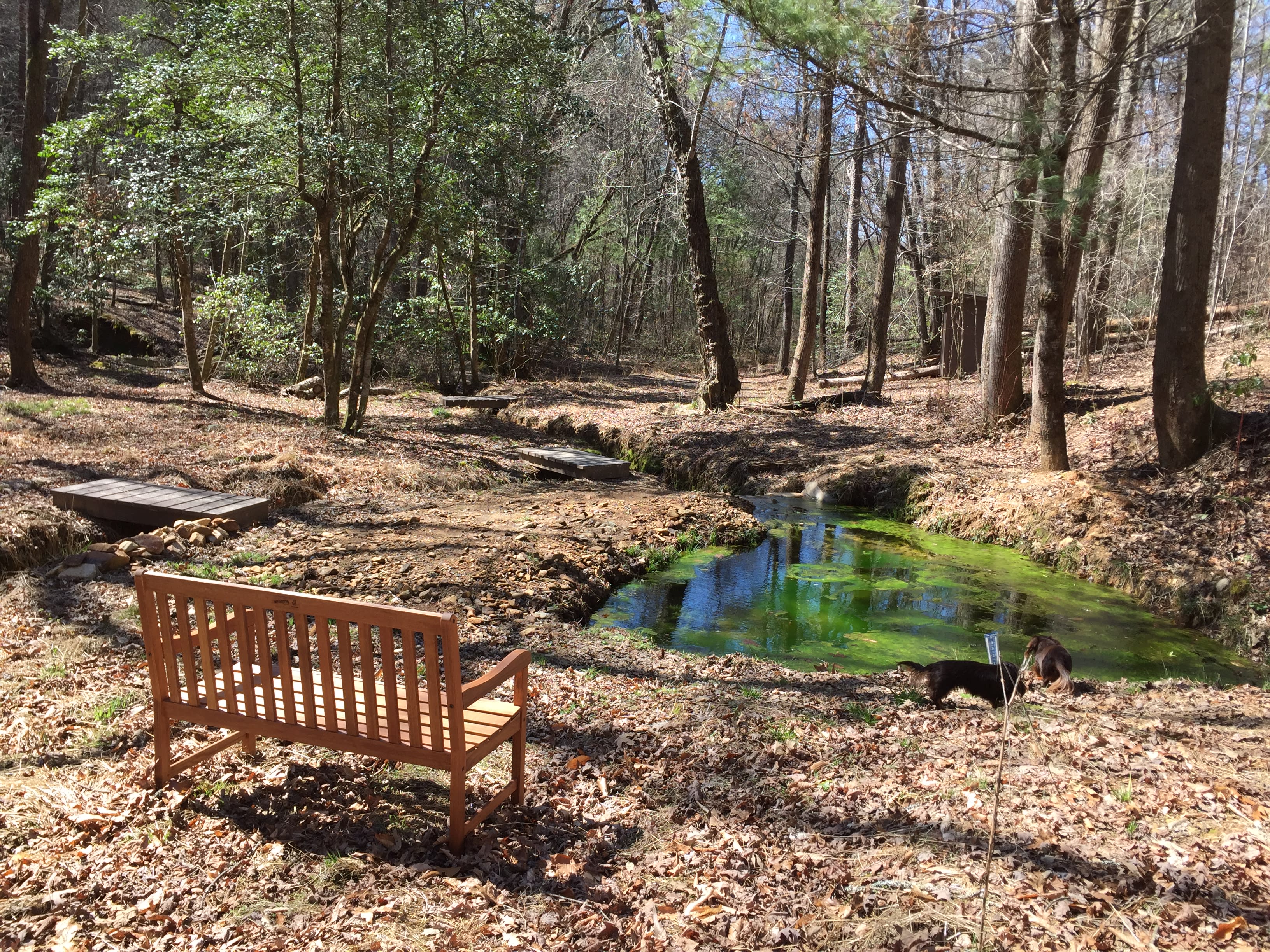 Spring fed pond produces 300 gallons of fresh water a minute, 24/7! looking down Long Hollow to the River. Hershey loved this place!